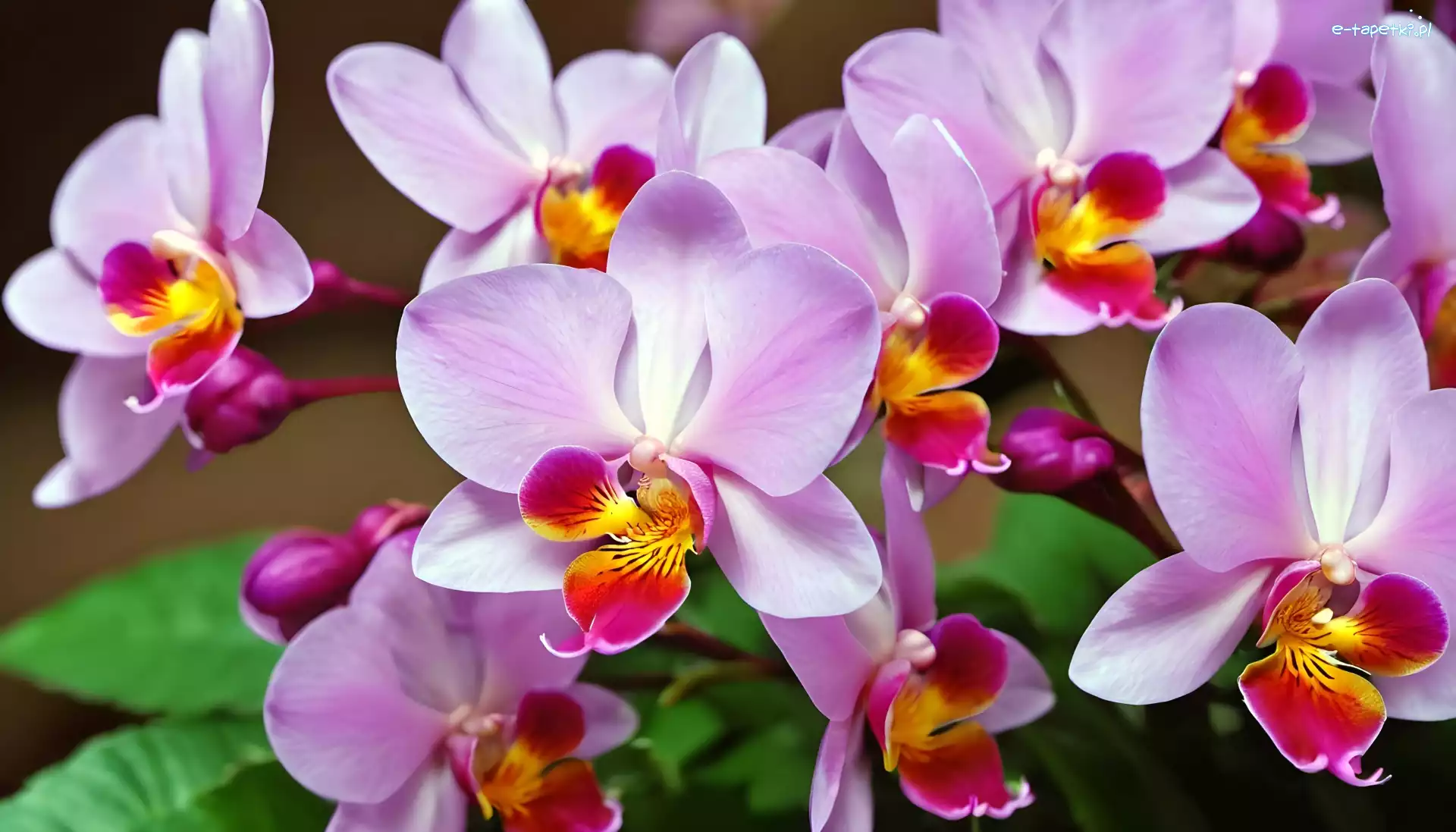Orchidea, Kwiaty, Różowe, Storczyk