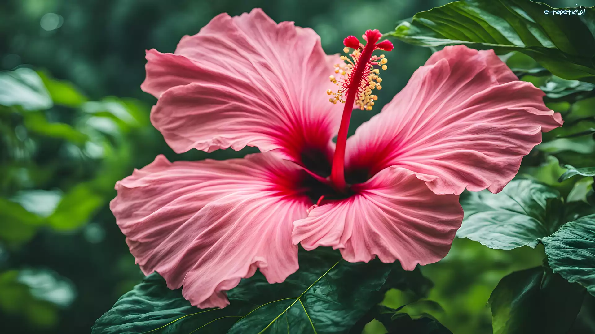 Hibiskus, Zbliżenie, Liście, Kwiat