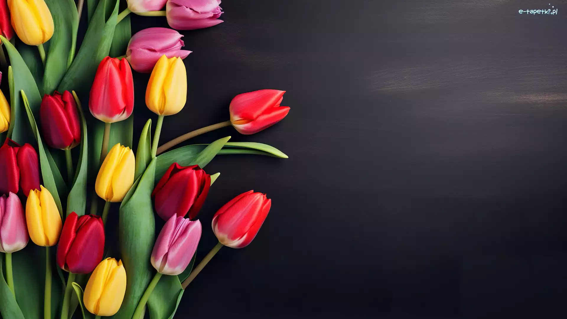 Ciemne tło, Tulipany, Kolorowe