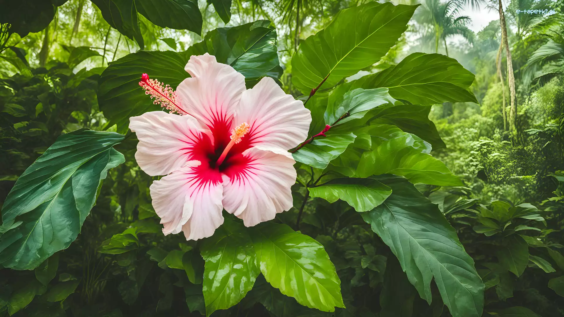 Hibiskus, Zielone, Liście, Kwiat