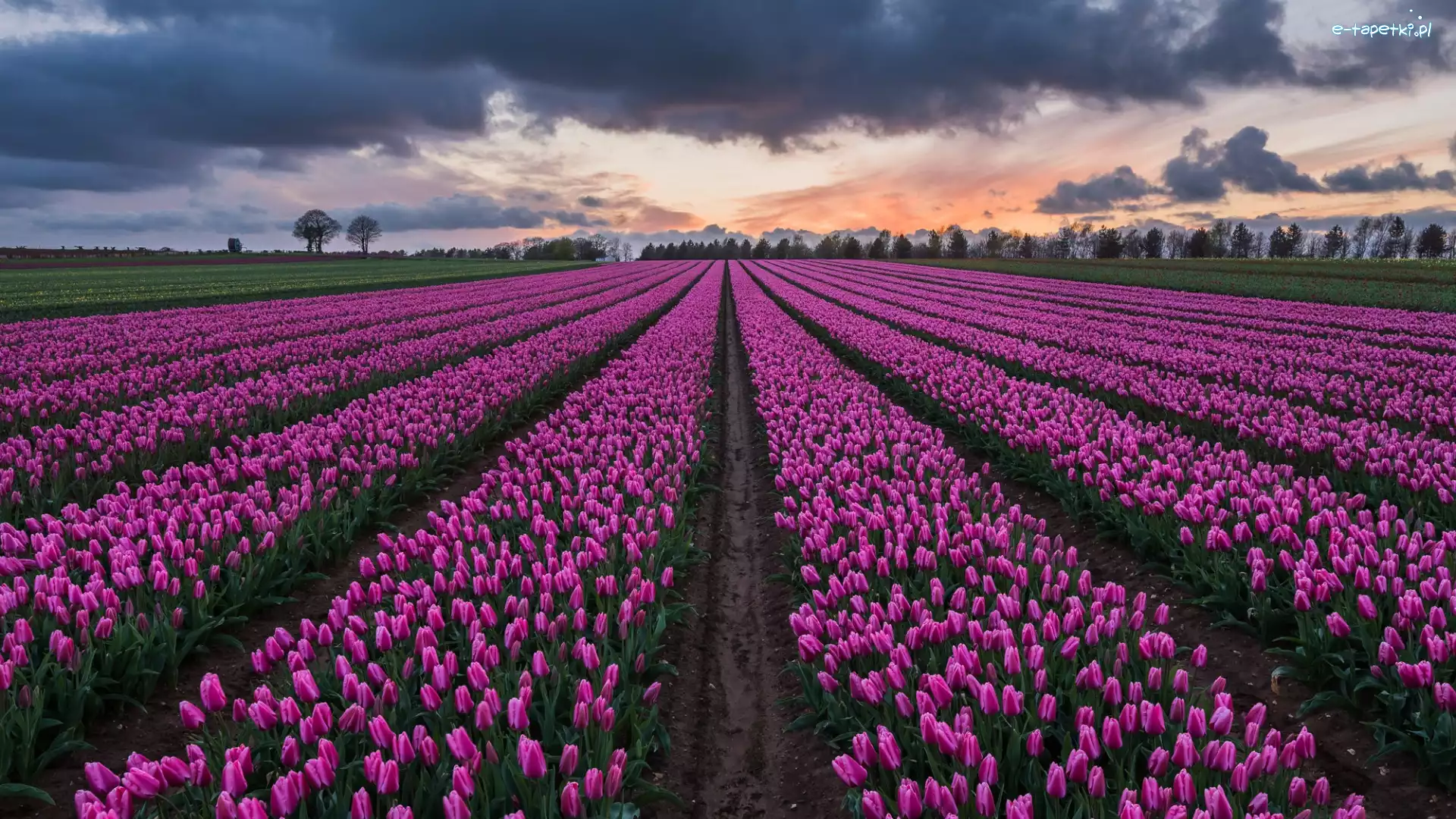 Tulipany, Chmury, Ciemne, Plantacja