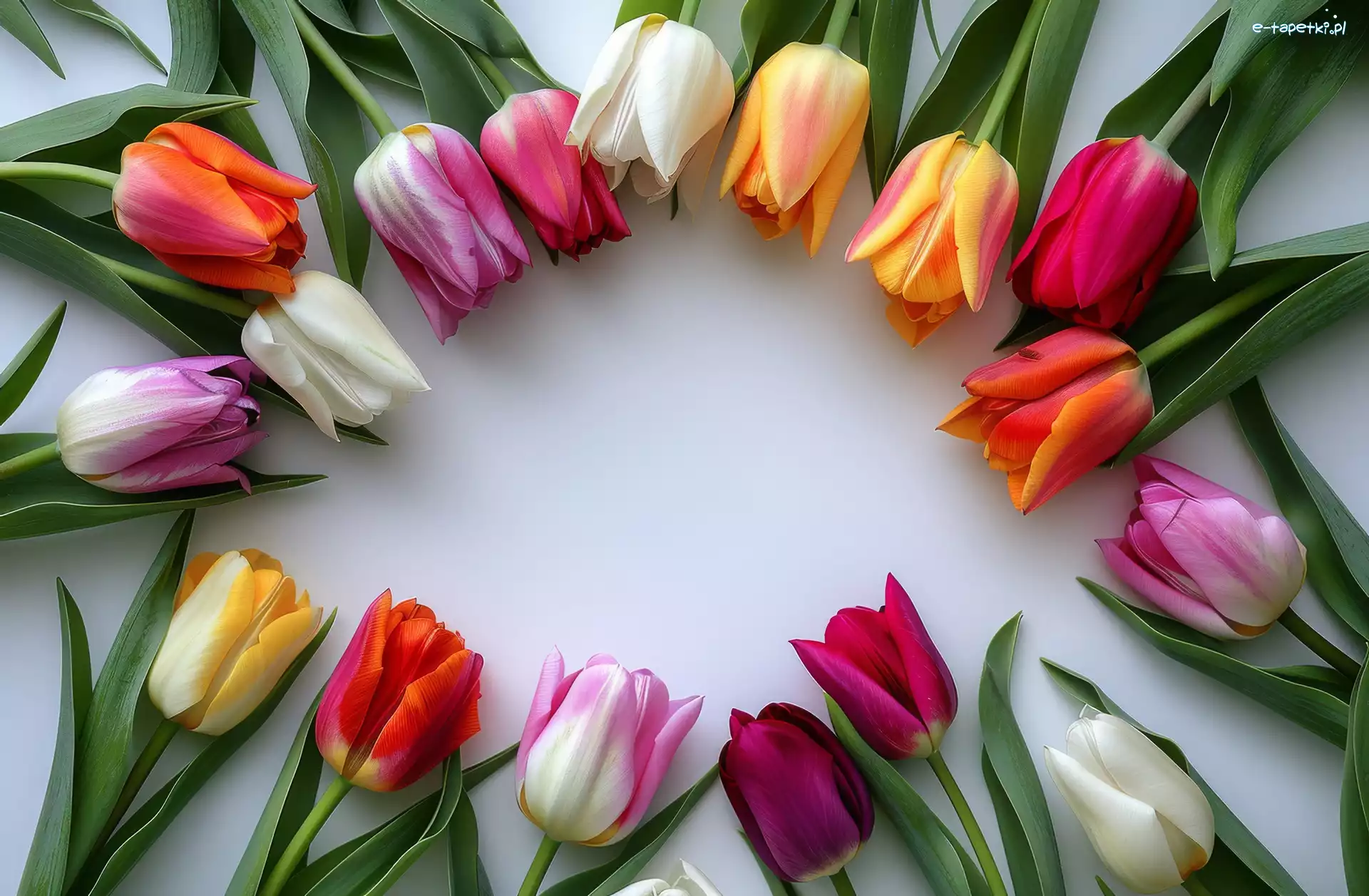 Tulipany, Kwiaty, Kolorowe, Grafika, Blat