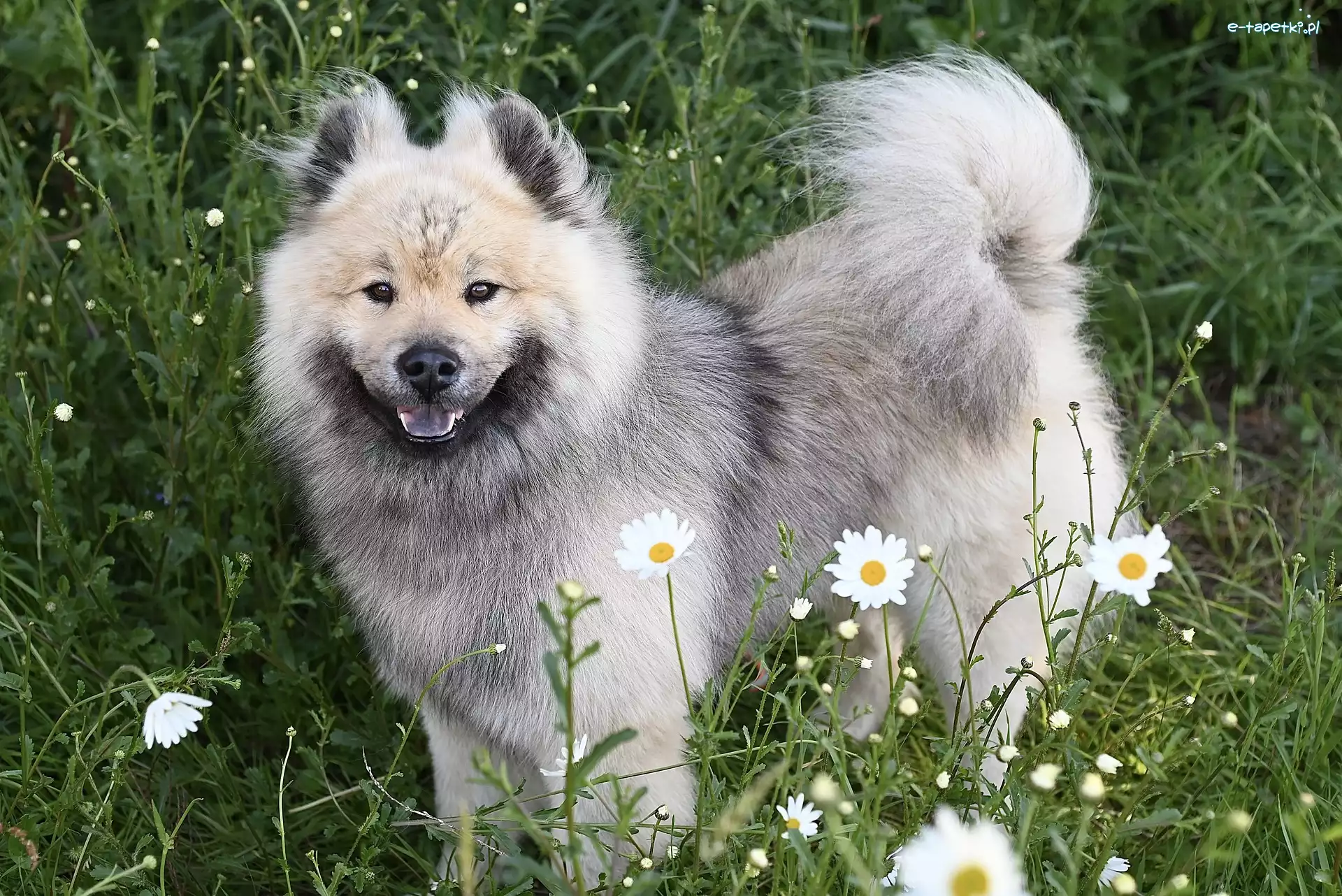 Łąka, Szpic eurasier, Kwiaty, Pies