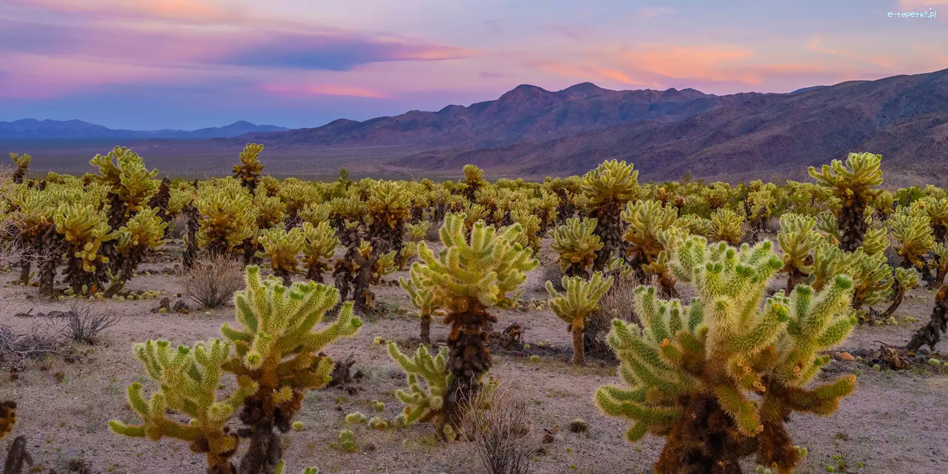 Cholla, Park Narodowy Joshua Tree, Kaktusy, Góry, Kalifornia, Stany Zjednoczone