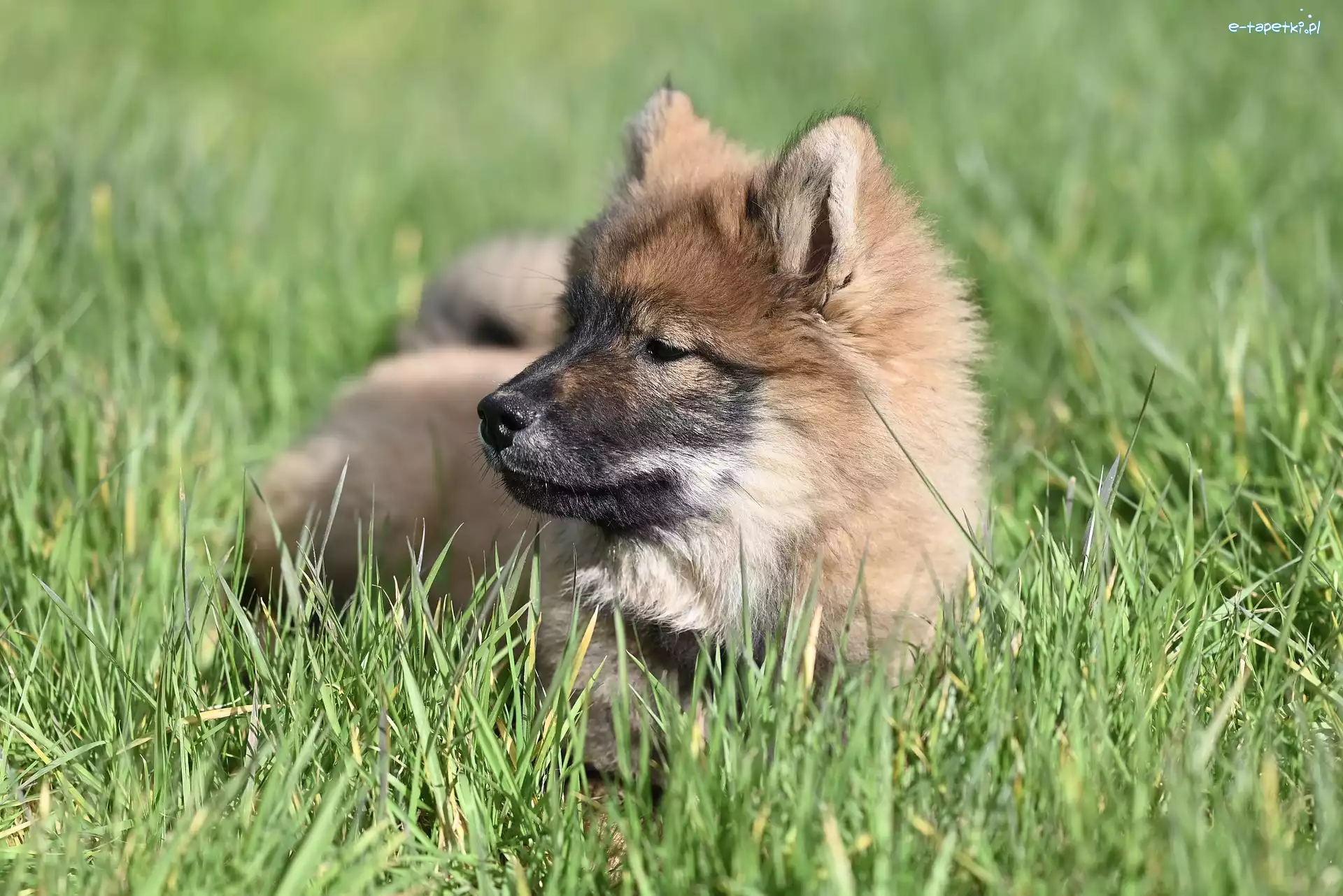 Szpic eurasier, Trawa, Szczeniak, Pies