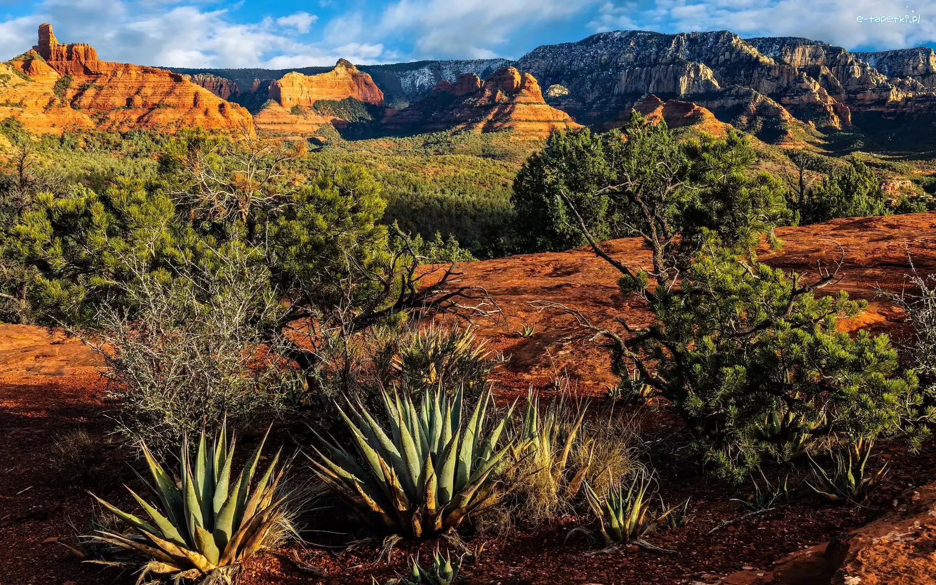 Góry, Arizona, Rośliny, Kaktusy, Sedona, Skały, Drzewa, Stany Zjednoczone