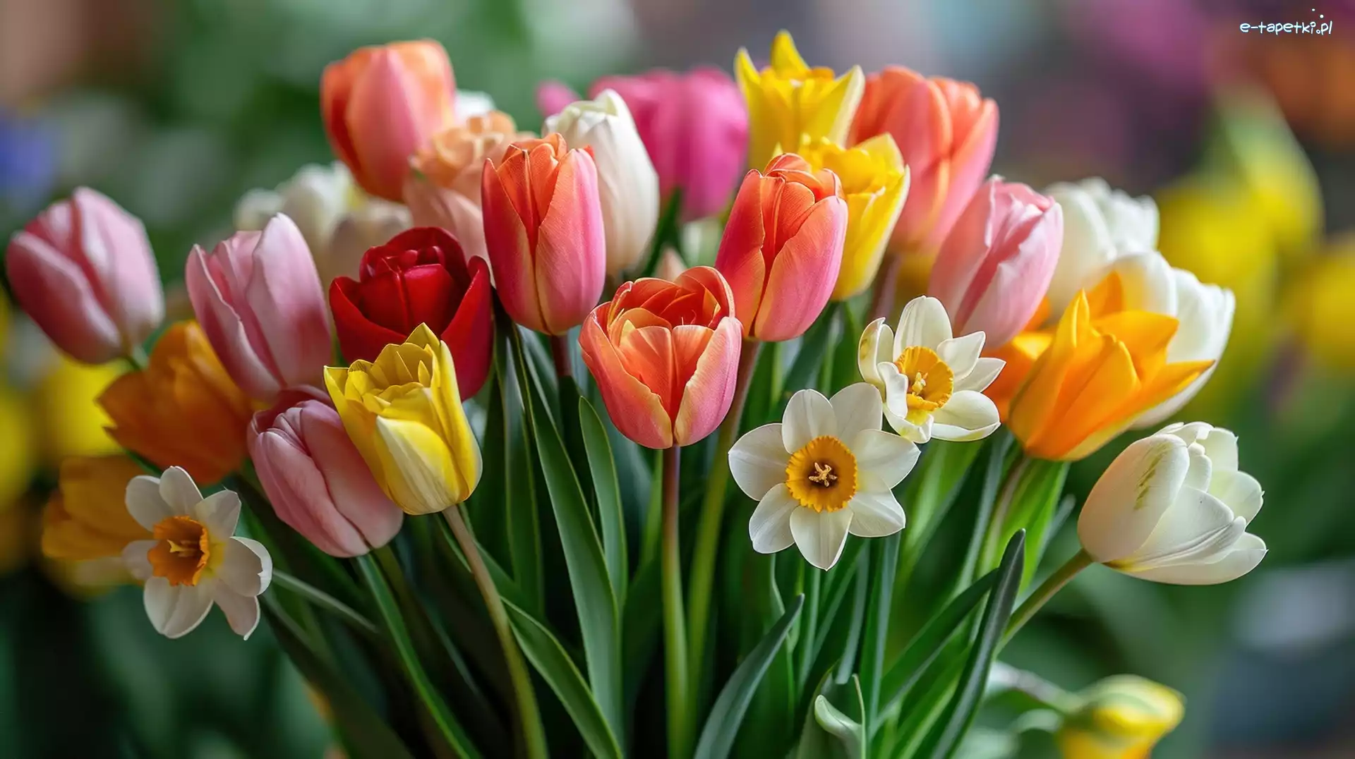 Kolorowe, Narcyzy, Tulipany, Kwiaty