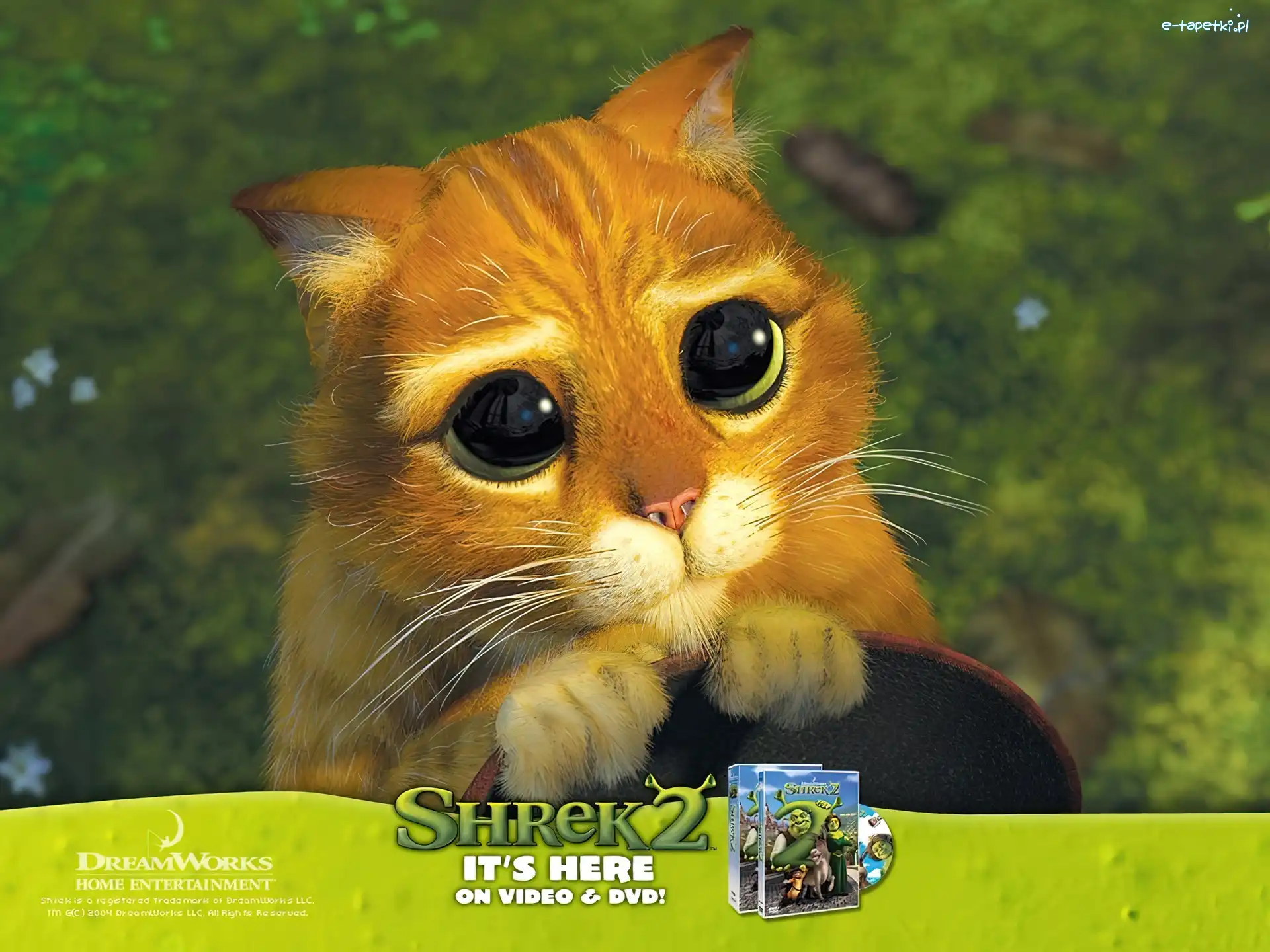 kota, oczy, Shrek 2