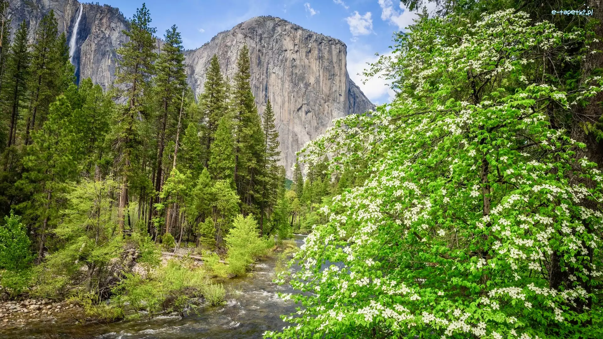 Drzewa, Kalifornia, Kwiaty, Merced River, Góra, El Capitan, Rzeka, Stany Zjednoczone, Park Narodowy Yosemite, Krzewy