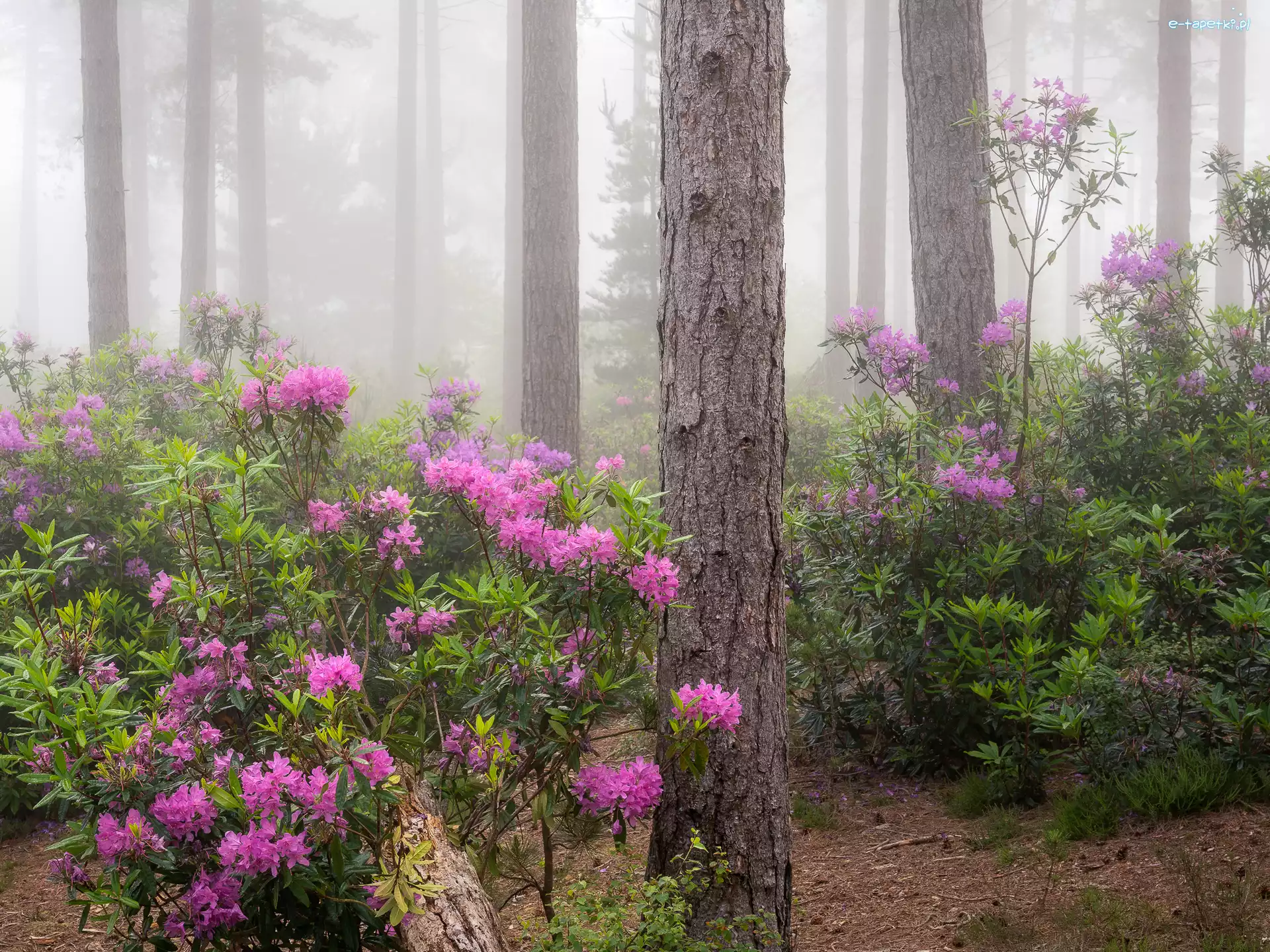 Rododendrony, Kwiaty, Różowe, Mgła, Drzewa, Las