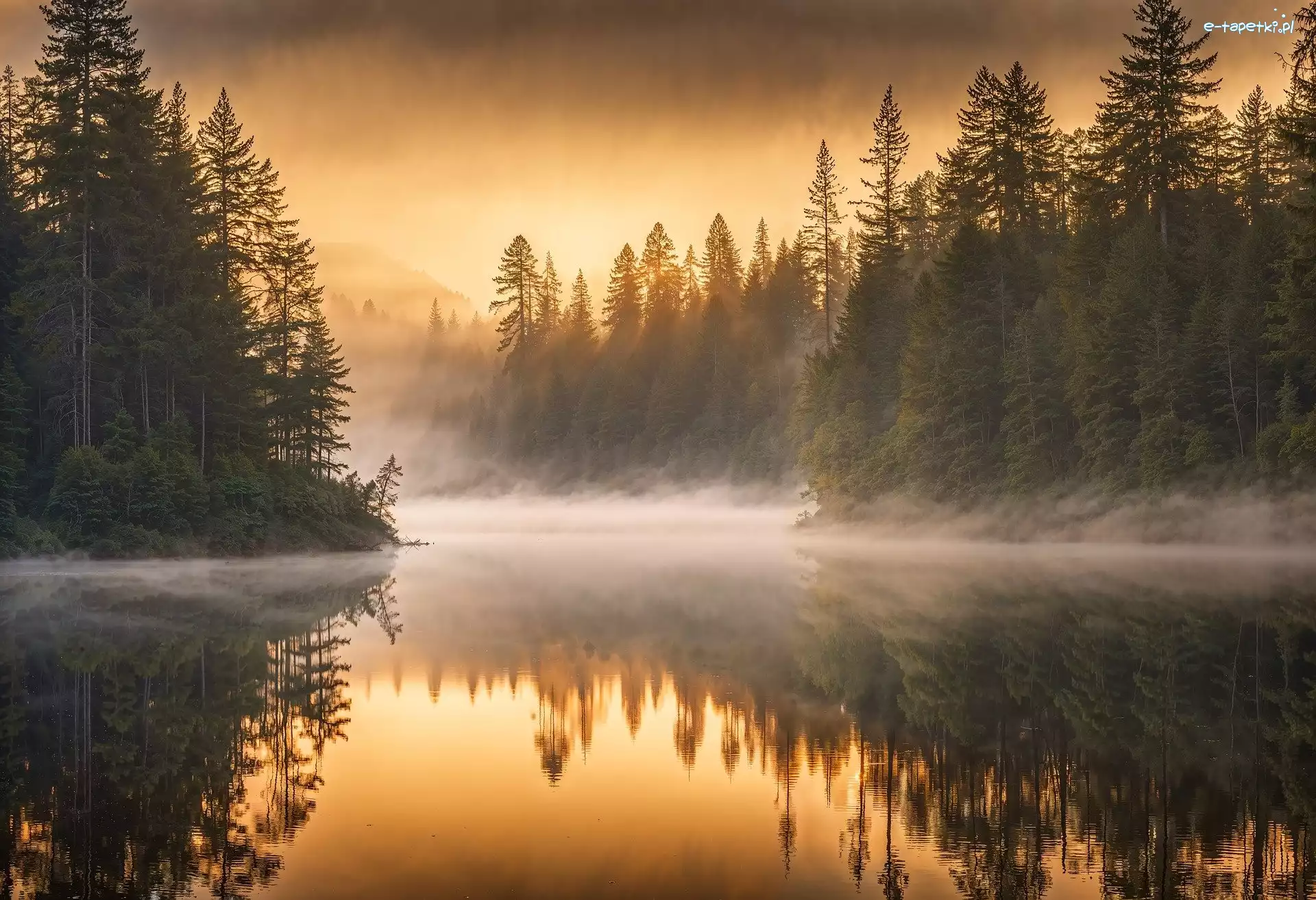 Jezioro, Las, Mgła, Drzewa, Wschód słońca
