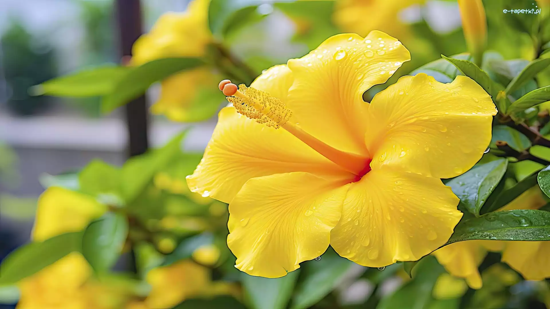 Zbliżenie, Hibiskus, Żółty