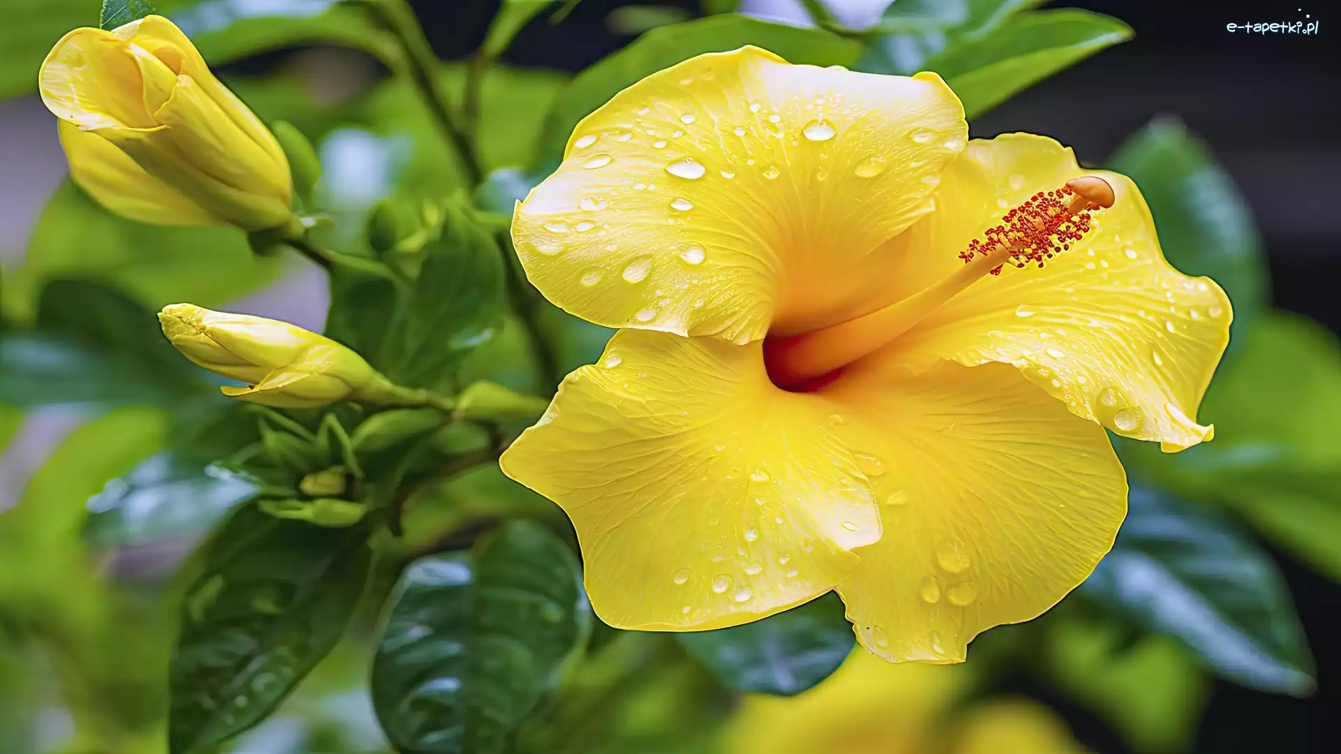 Żółty, Pąki, Hibiskus, Zbliżenie, Krople