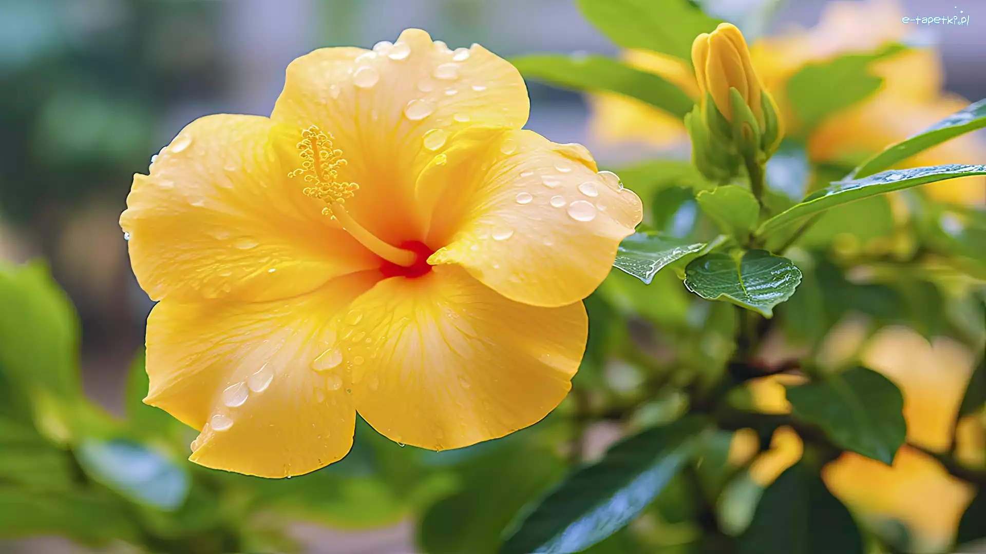 Hibiskus, Krople, Pąk, Żółty
