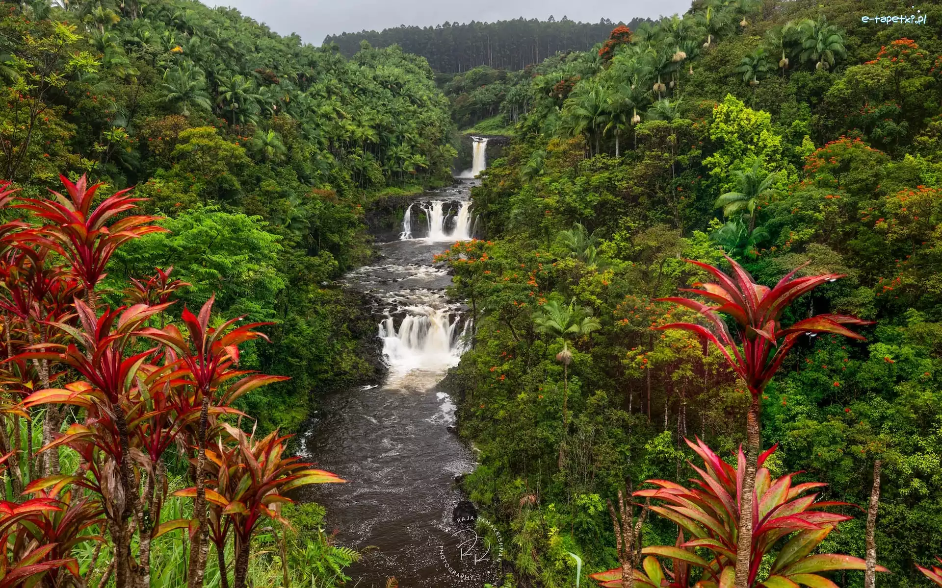 Umauma Falls, Hawaje, Umauma River, Rzeka, Wodospad, Roślinność, Drzewa, Stany Zjednoczone