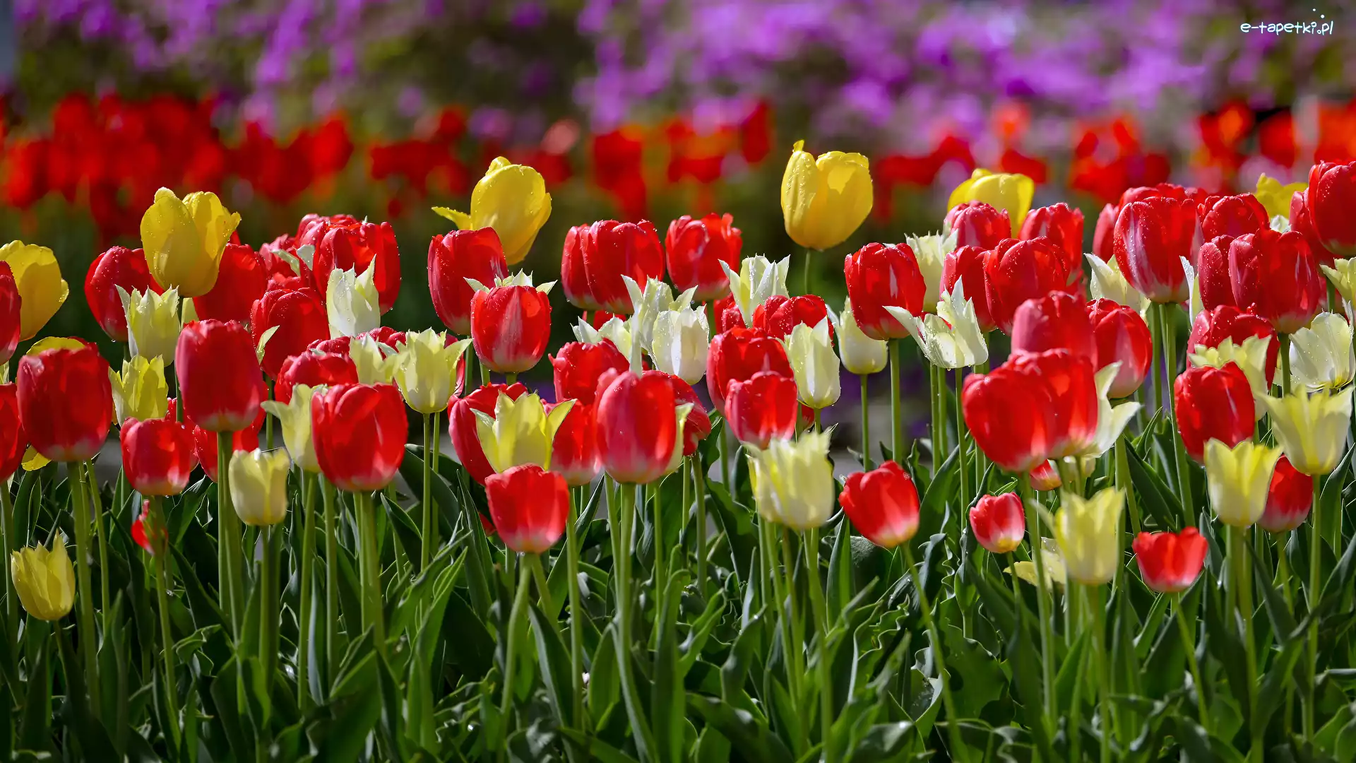 Kolorowe, Światło, Tulipany, Kwiaty