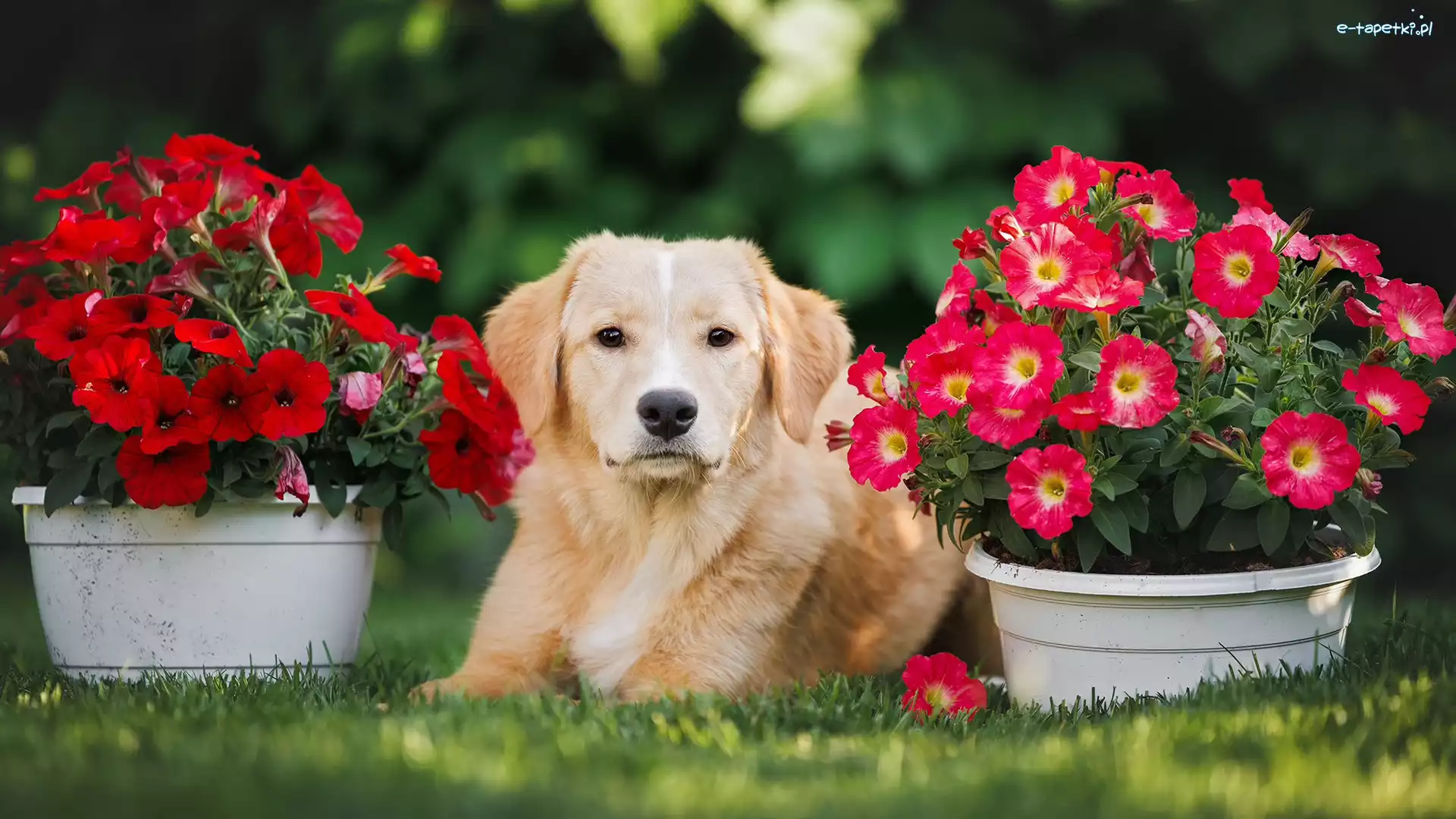 Golden retriever, Petunie, Kwiaty, Pies
