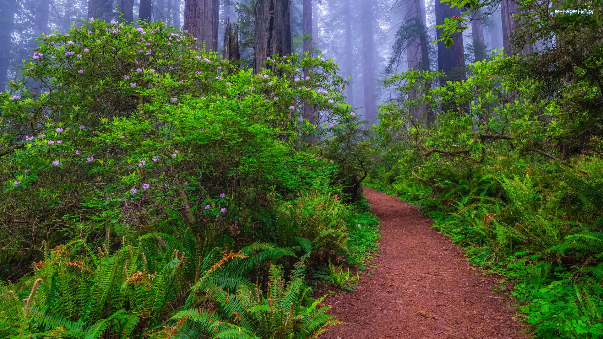 Mgła, Park Narodowy Redwood, Paprocie, Kalifornia, Stany Zjednoczone, Ścieżka, Różanecznik