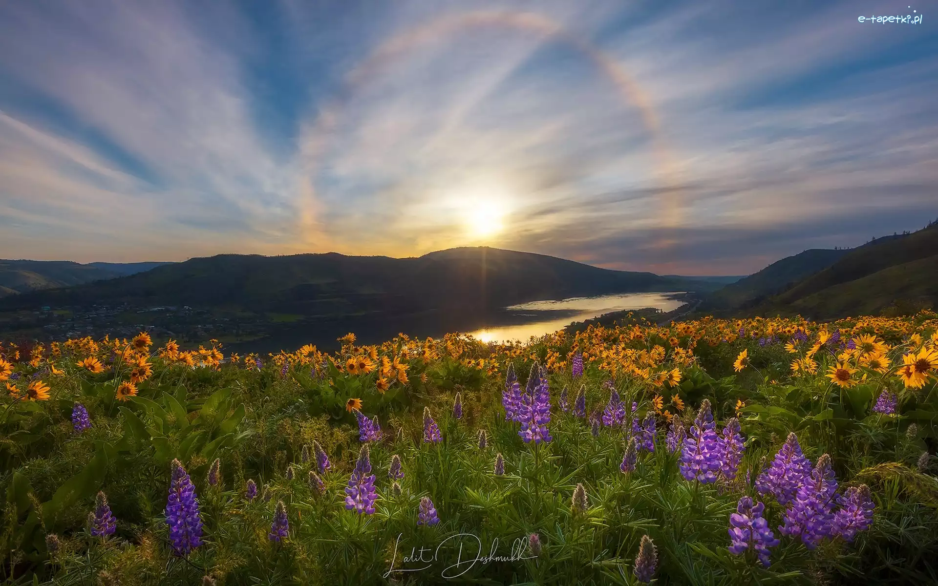 Łubin, Rezerwat przyrody Columbia River Gorge, Łąka, Rzeka Kolumbia, Stany Zjednoczone, Żółte, Balsamorhiza, Stan Waszyngton, Kwiaty, Góry Kaskadowe, Słoneczny blask