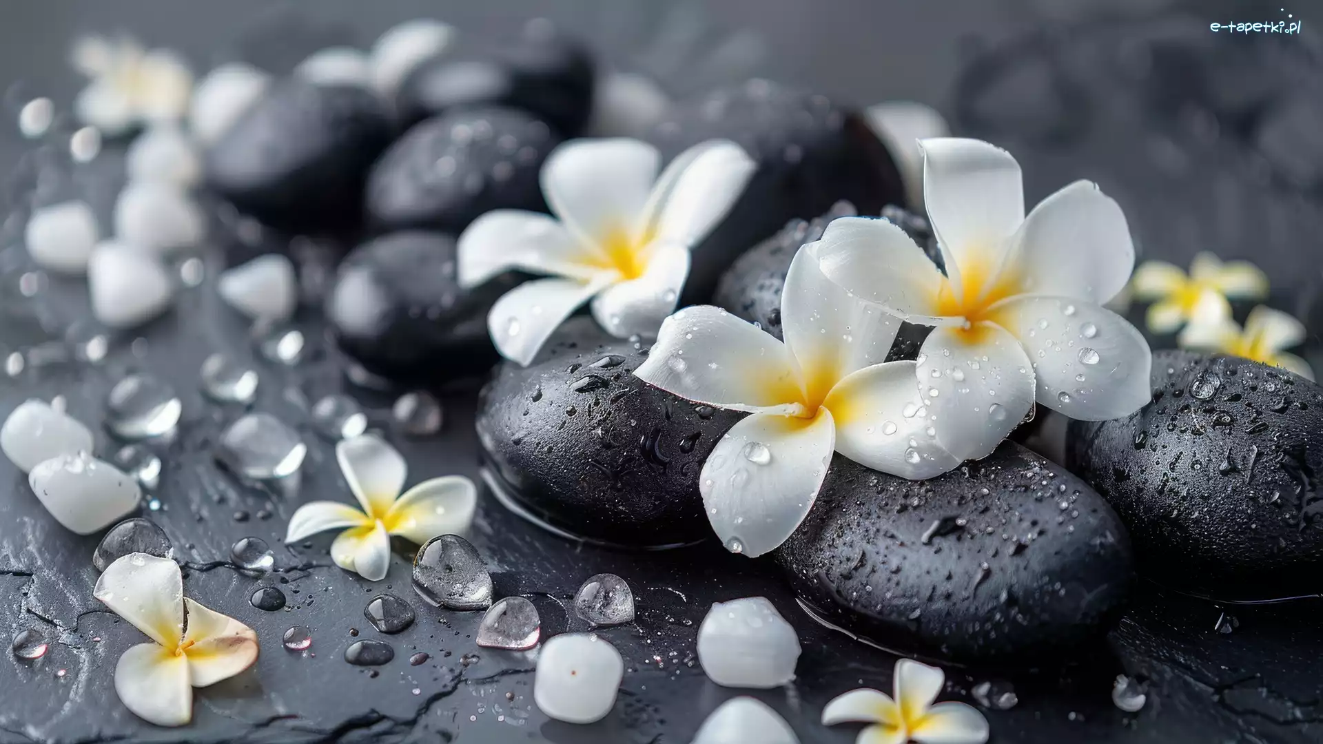 Kwiat, Kamienie, Plumeria, Krople, Woda