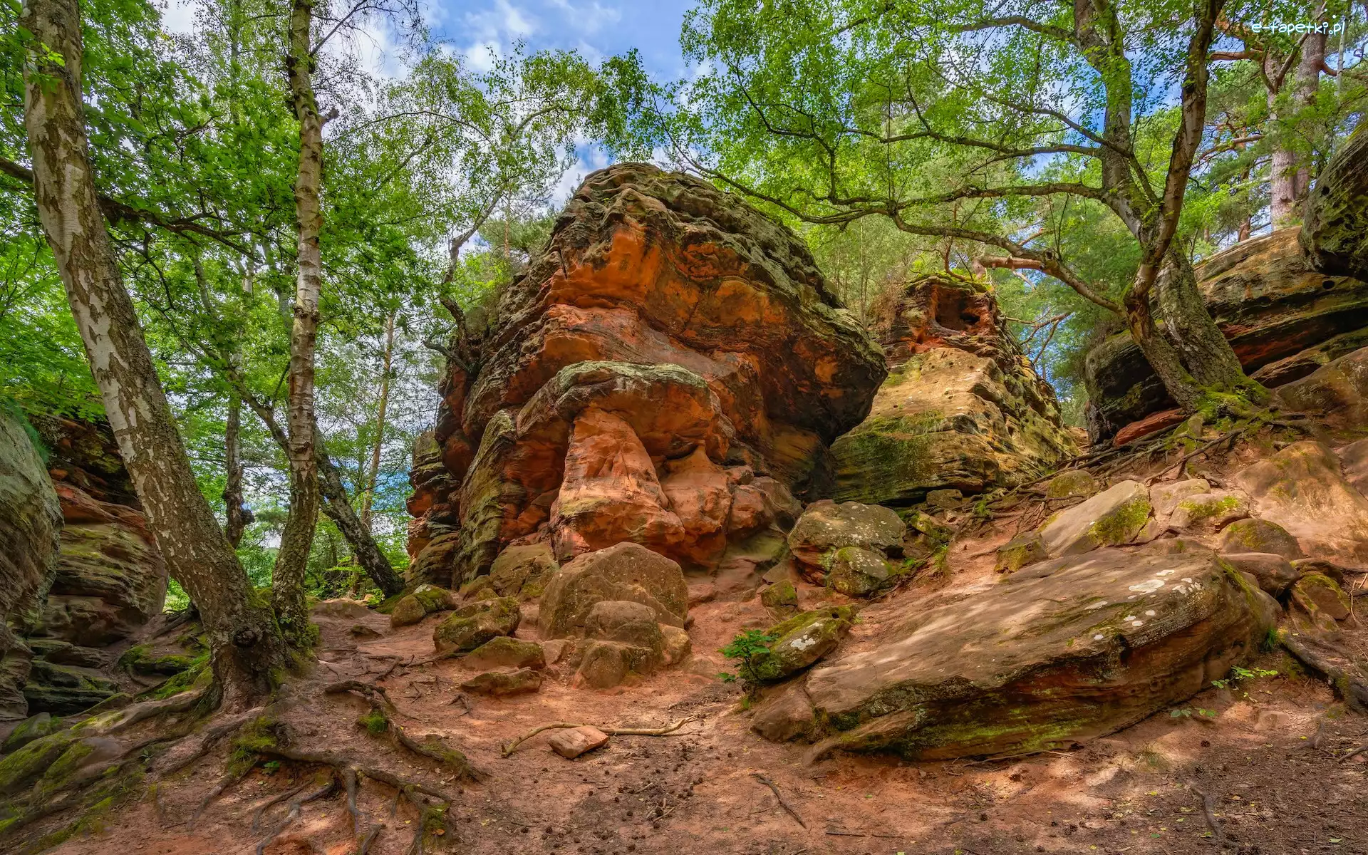 Katzensteine, Eiffel, Formacje skalne, Brzozy, Nadrenia Westfalia, Niemcy