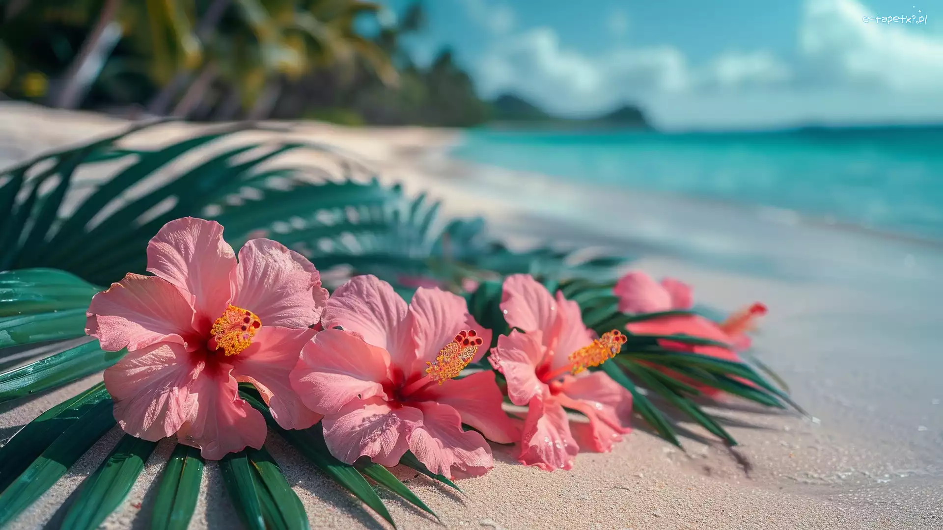 Plaża, Hibiskus, Kwiat