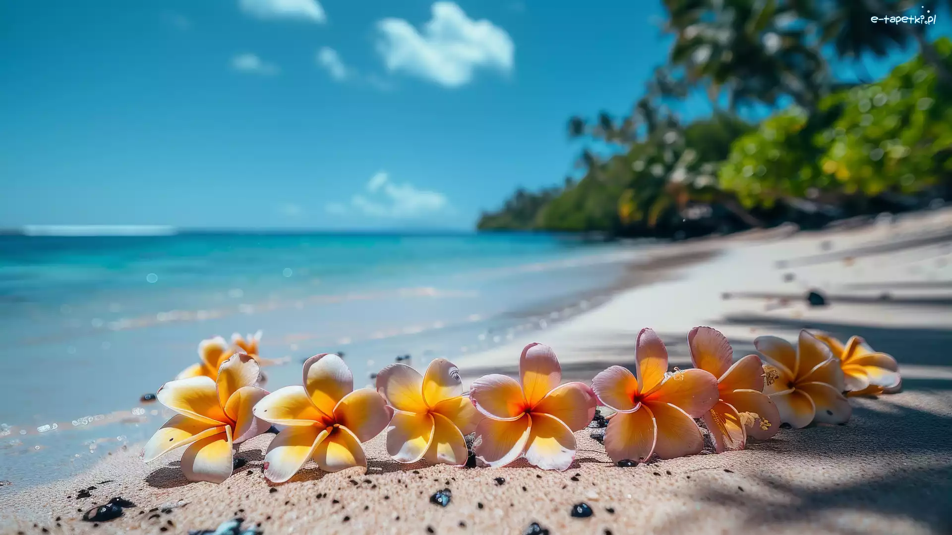 Plumeria, Plaża, Kwiaty, Grafika Kwiat, Morze