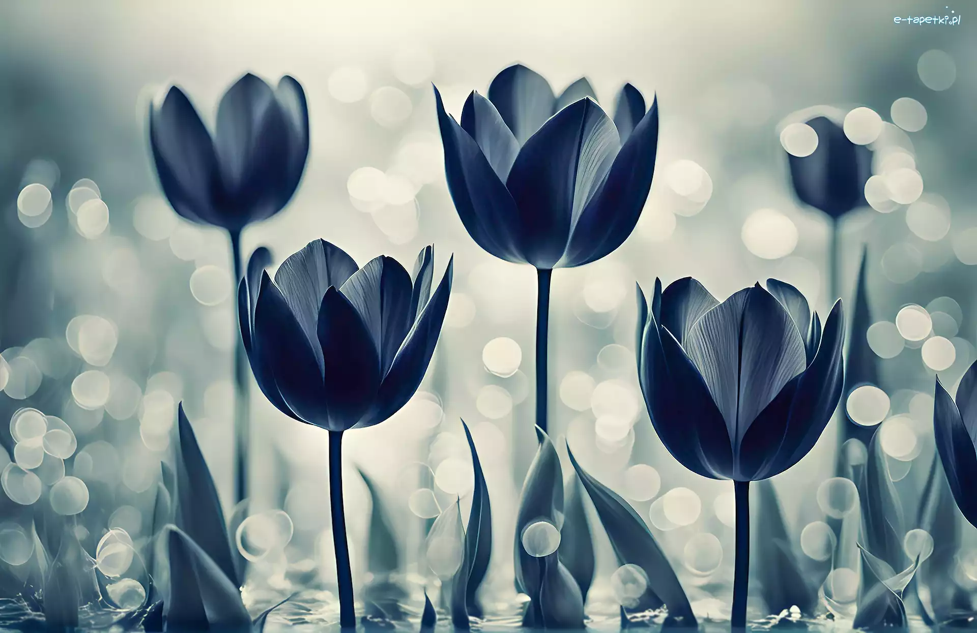 Tulipany, Grafika, Kwiaty, Czarne