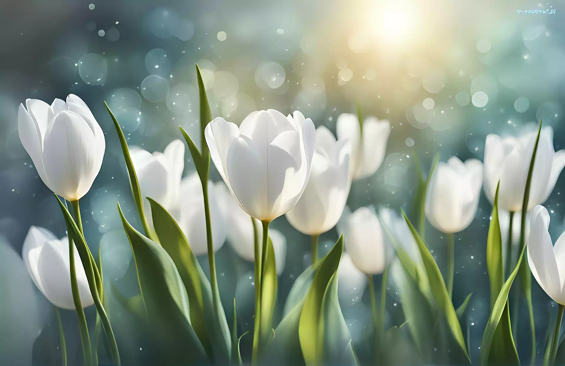 Tulipany, Kwiaty, Grafika, Białe