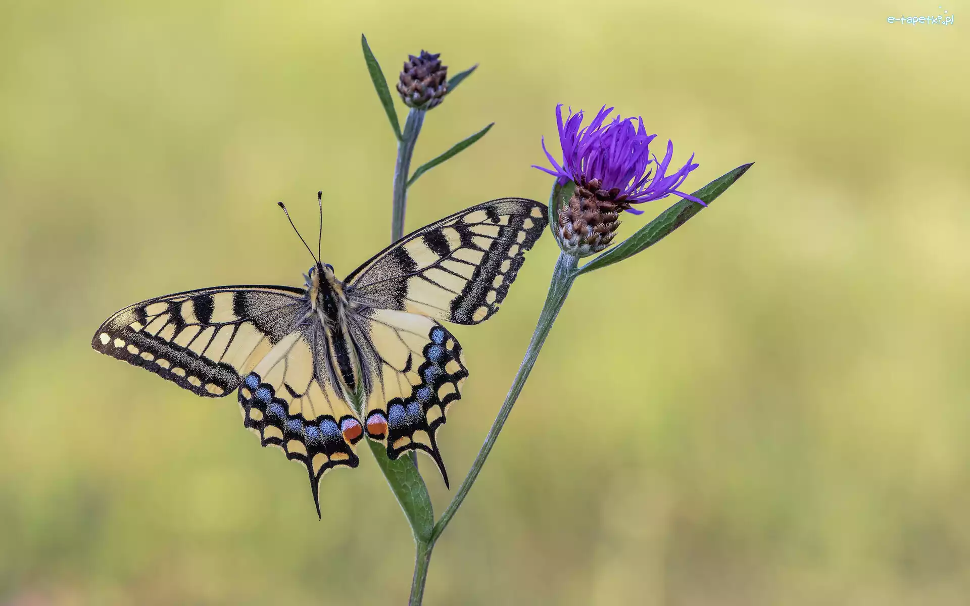 Paź królowej, Chaber łąkowy, Kwiat, Motyl