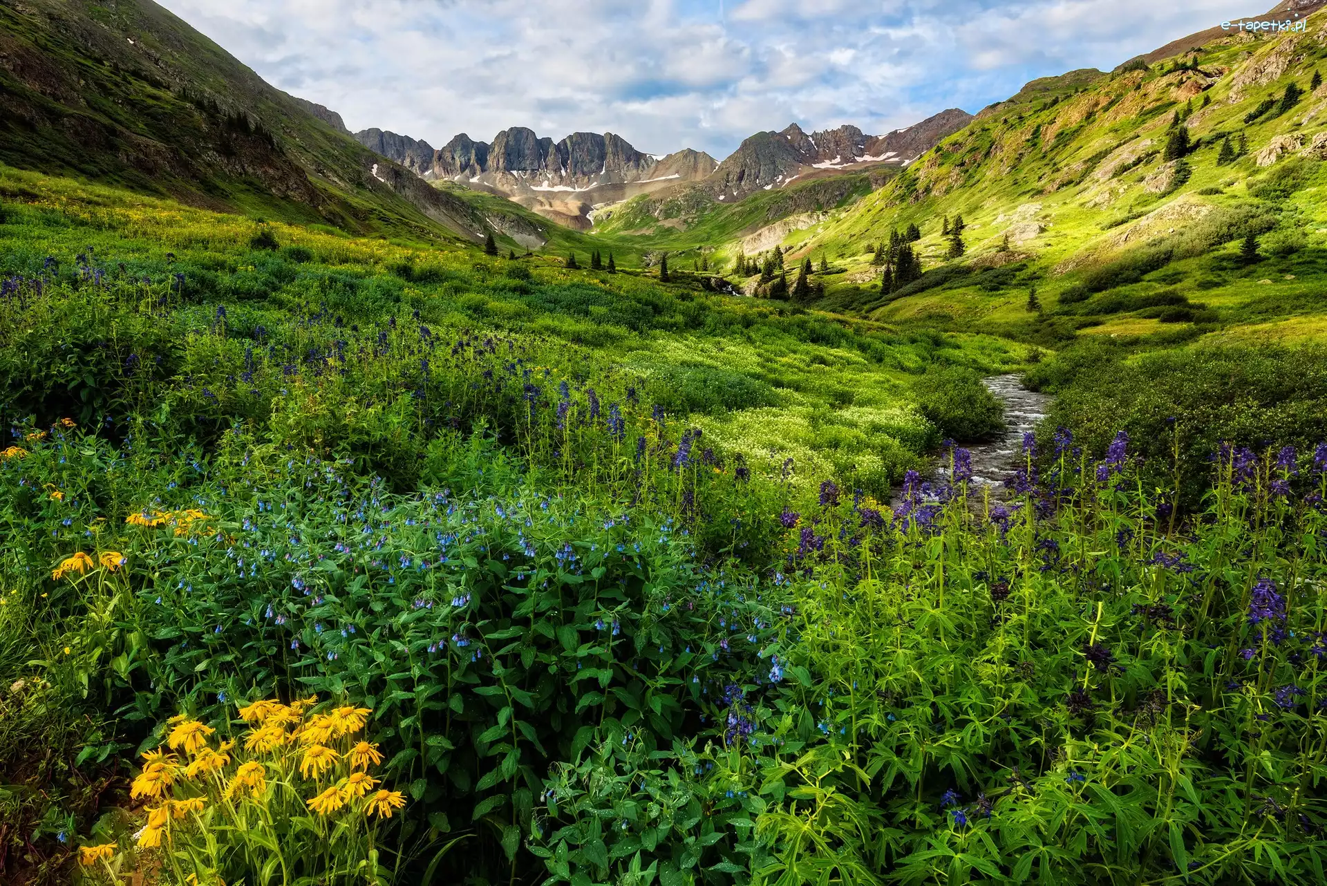 Kolorowe, Łąka, Góry, Kolorado, Stany Zjednoczone, Poranek, Strumyk, San Juan Mountains, Kwiaty