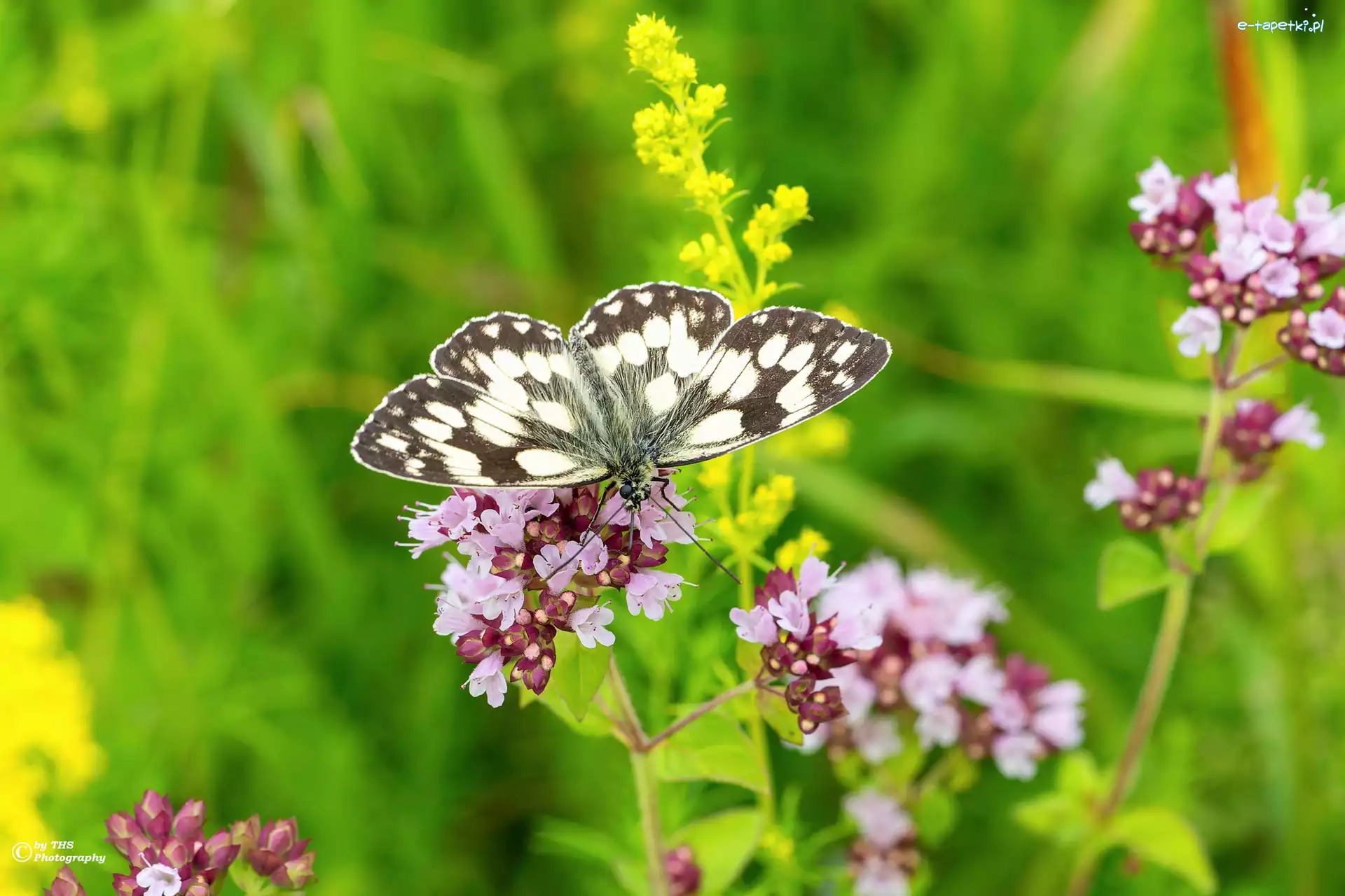 Owad, Polowiec szachownica, Motyl, Kwiaty, Kolorowe