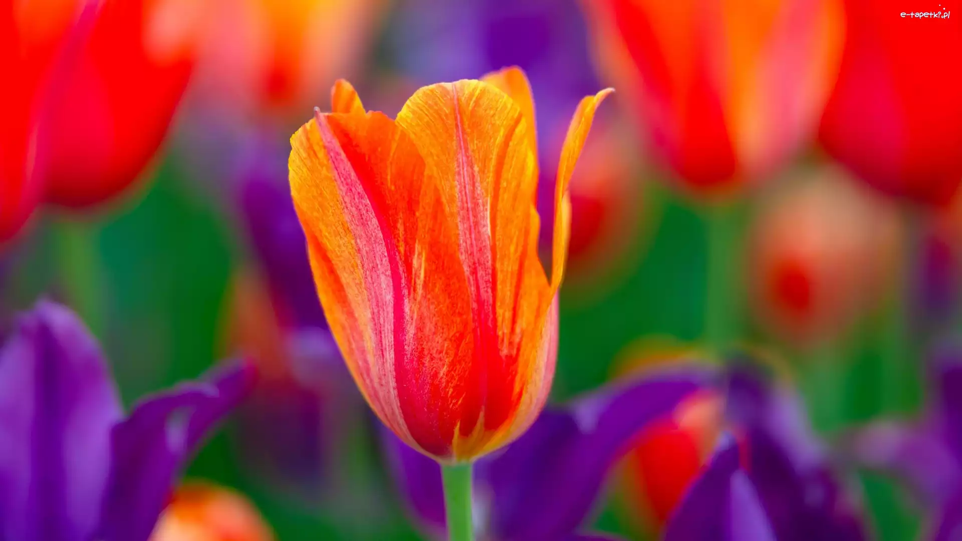 Kwiat, Czerwony, Nierozwinięty, Tulipan