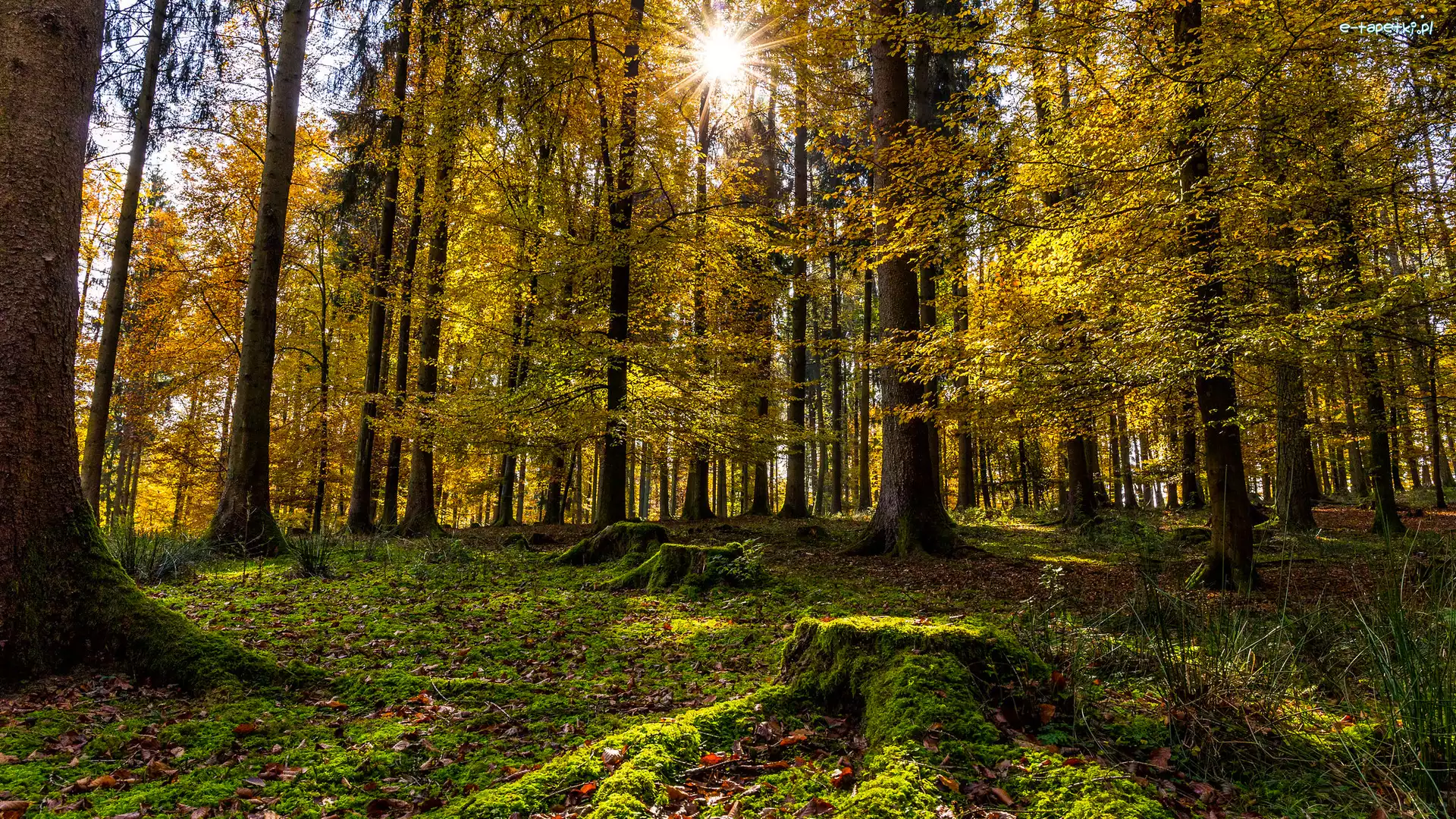 Drzewo, Jesień, Słońce, Las