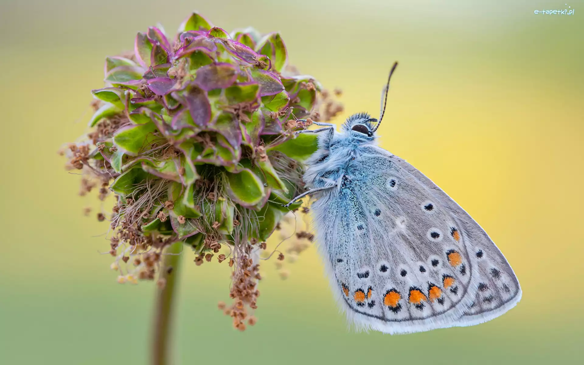 Niebieski, Modraszek ikar, Motyl, Roślina