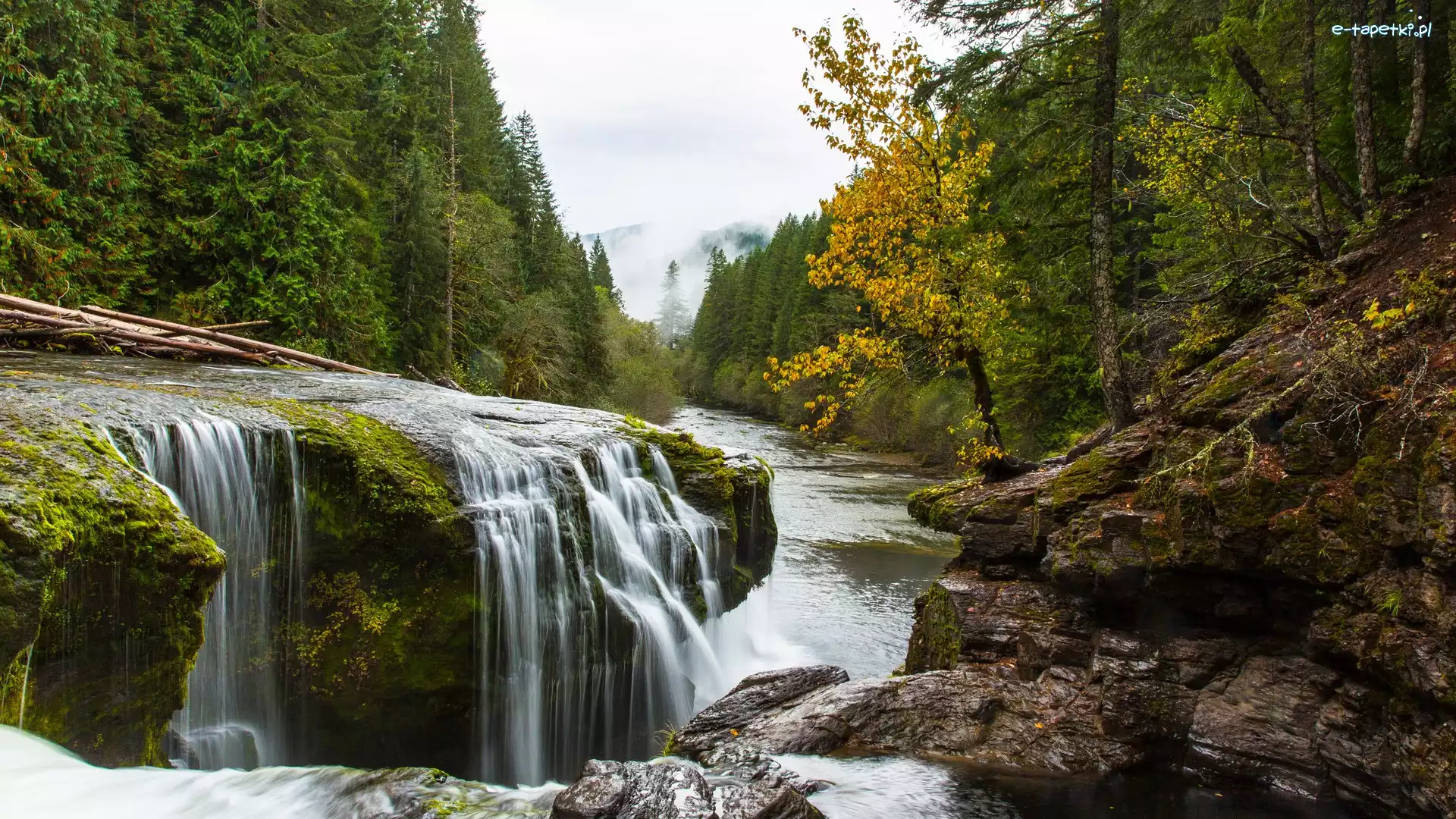 Lewis River, Waszyngton, Drzewa, Las, Rzeka, Skały, Kamienie, Stany Zjednoczone