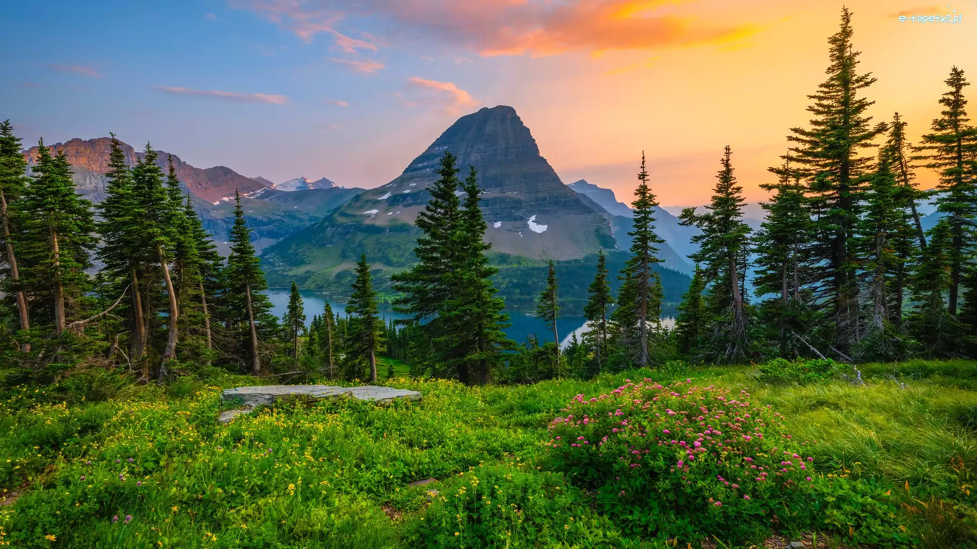 Kwiaty, Park Narodowy Glacier, Góry, Montana, Stany Zjednoczone, Łąka, Drzewa
