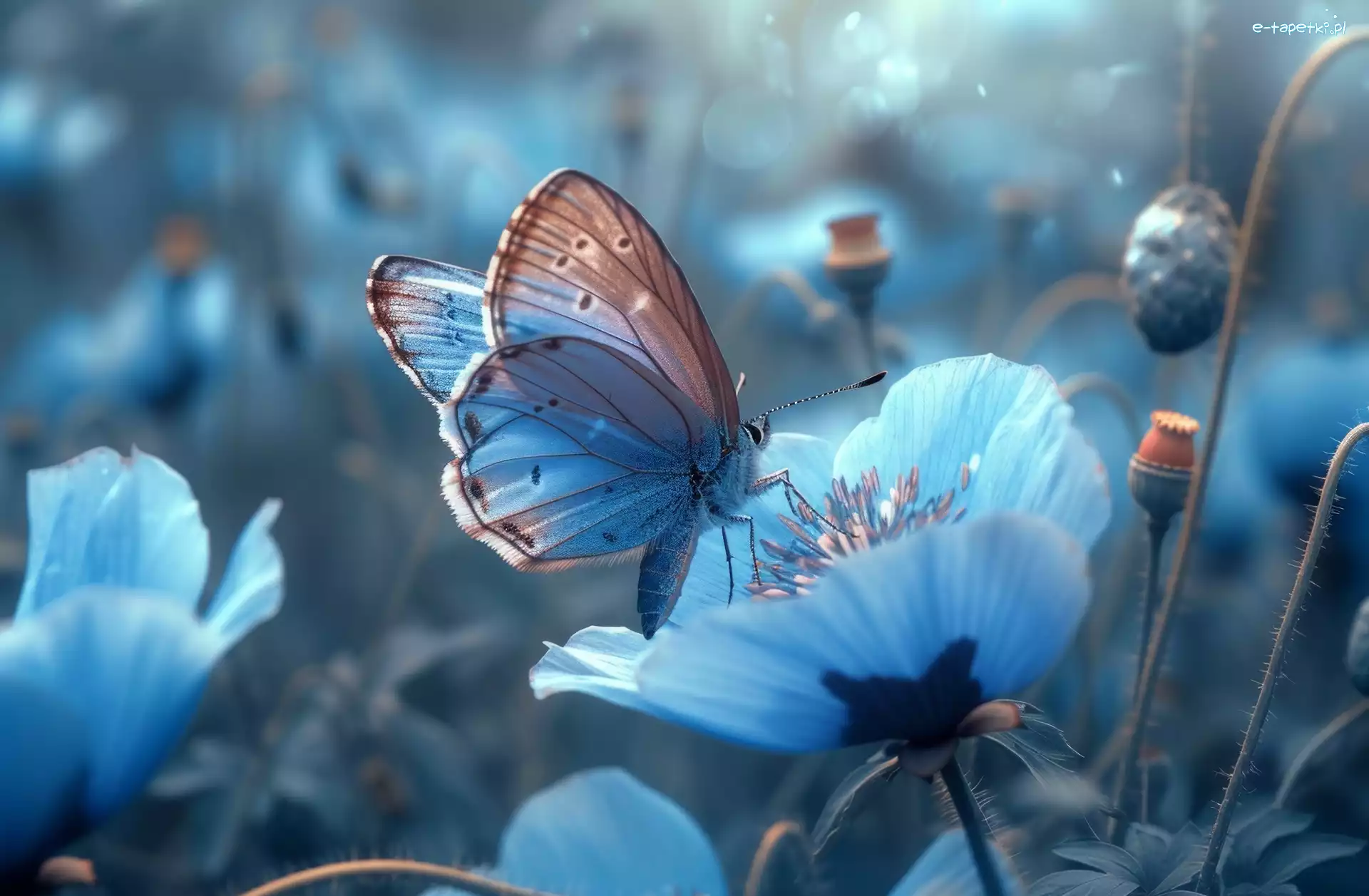 Niebieskie, Grafika, Kwiaty, Motyl