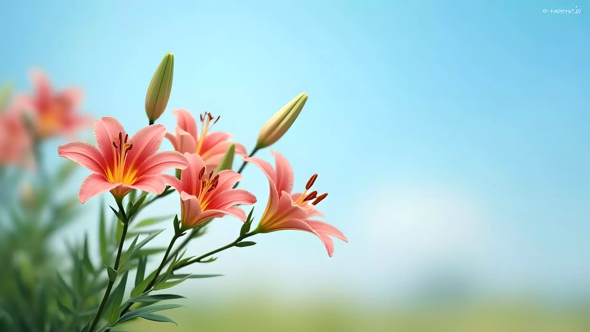 Grafika, Kwiaty, Liliowce