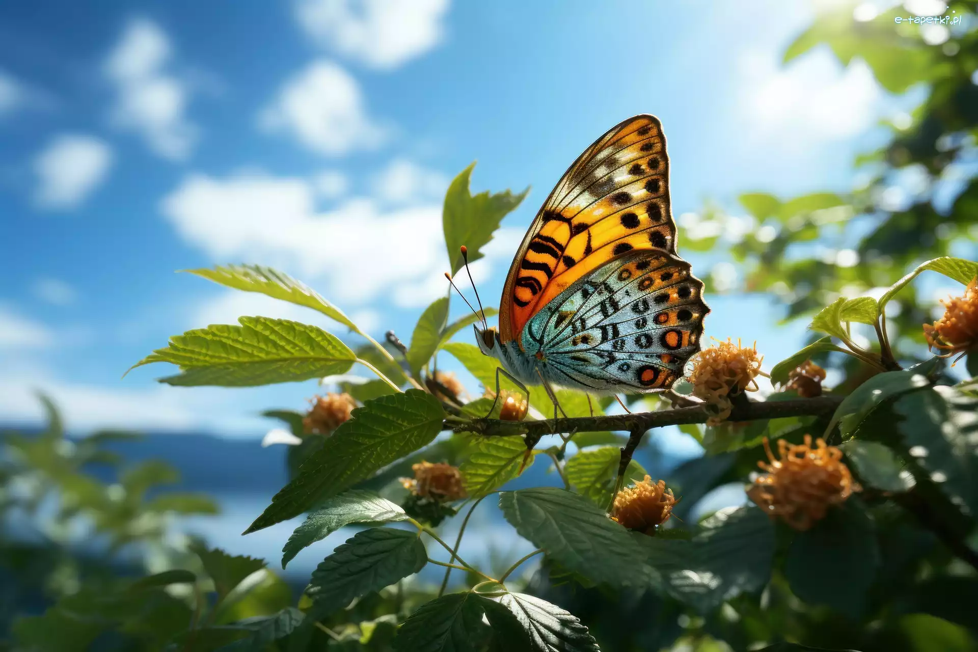 Motyl, Liście, Gałąź, Grafika, Niebo