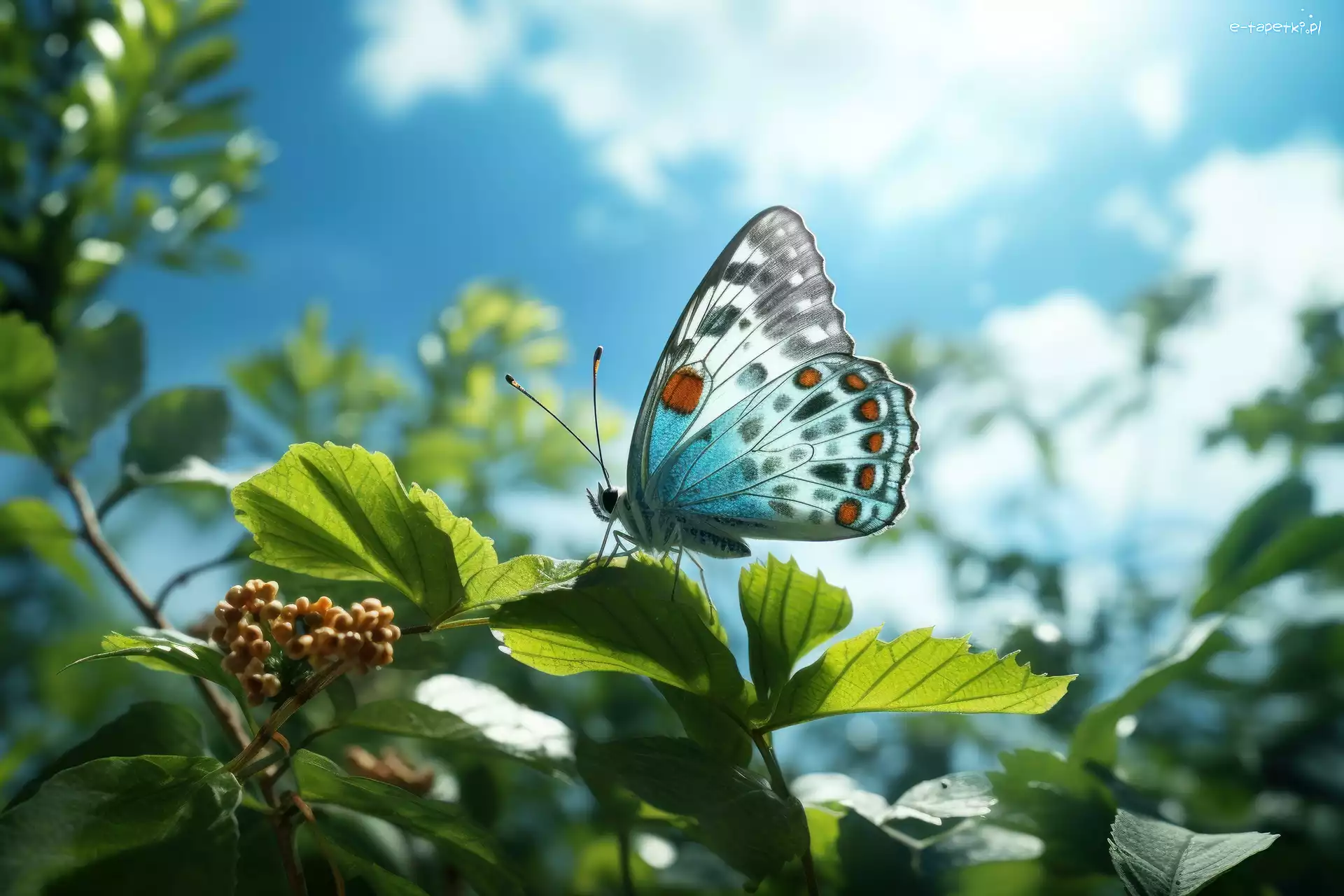 Motyl, Liście, Roślina, Grafika, Niebo