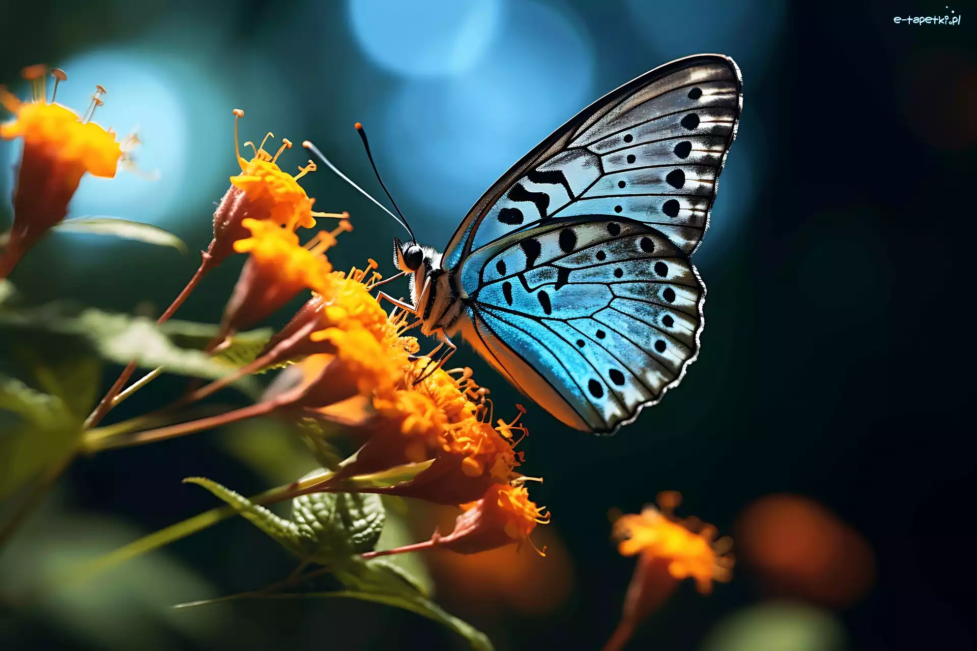 Motyl, Kwiat, Żółty, Niebieski
