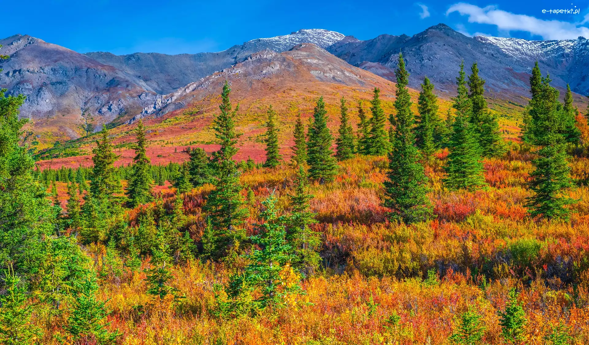 Jesień, Park Narodowy Denali, Góry, Drzewa, Alaska, Stany Zjednoczone