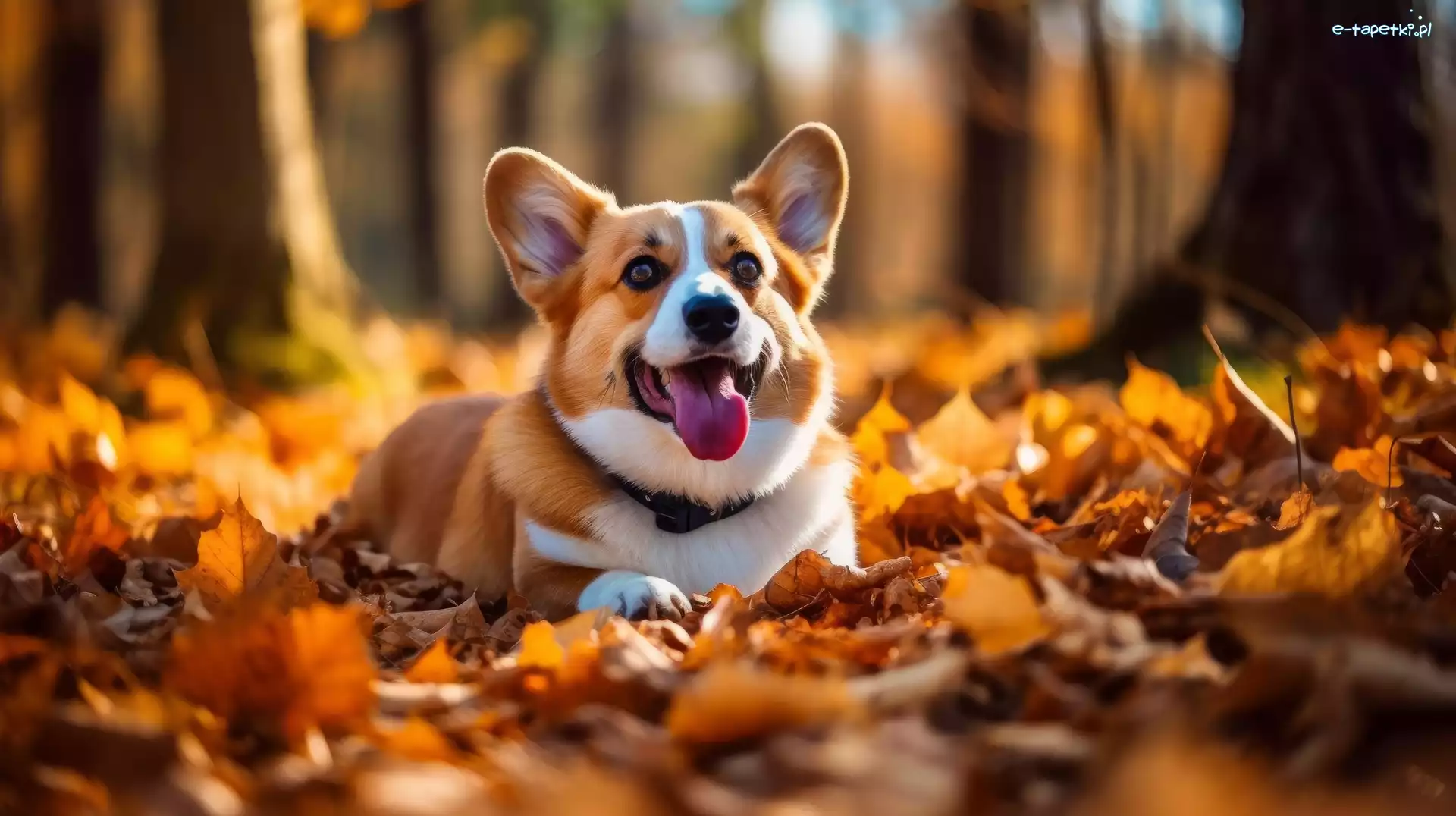 Welsh corgi pembroke, Liście, Pies, Grafika, Jesień