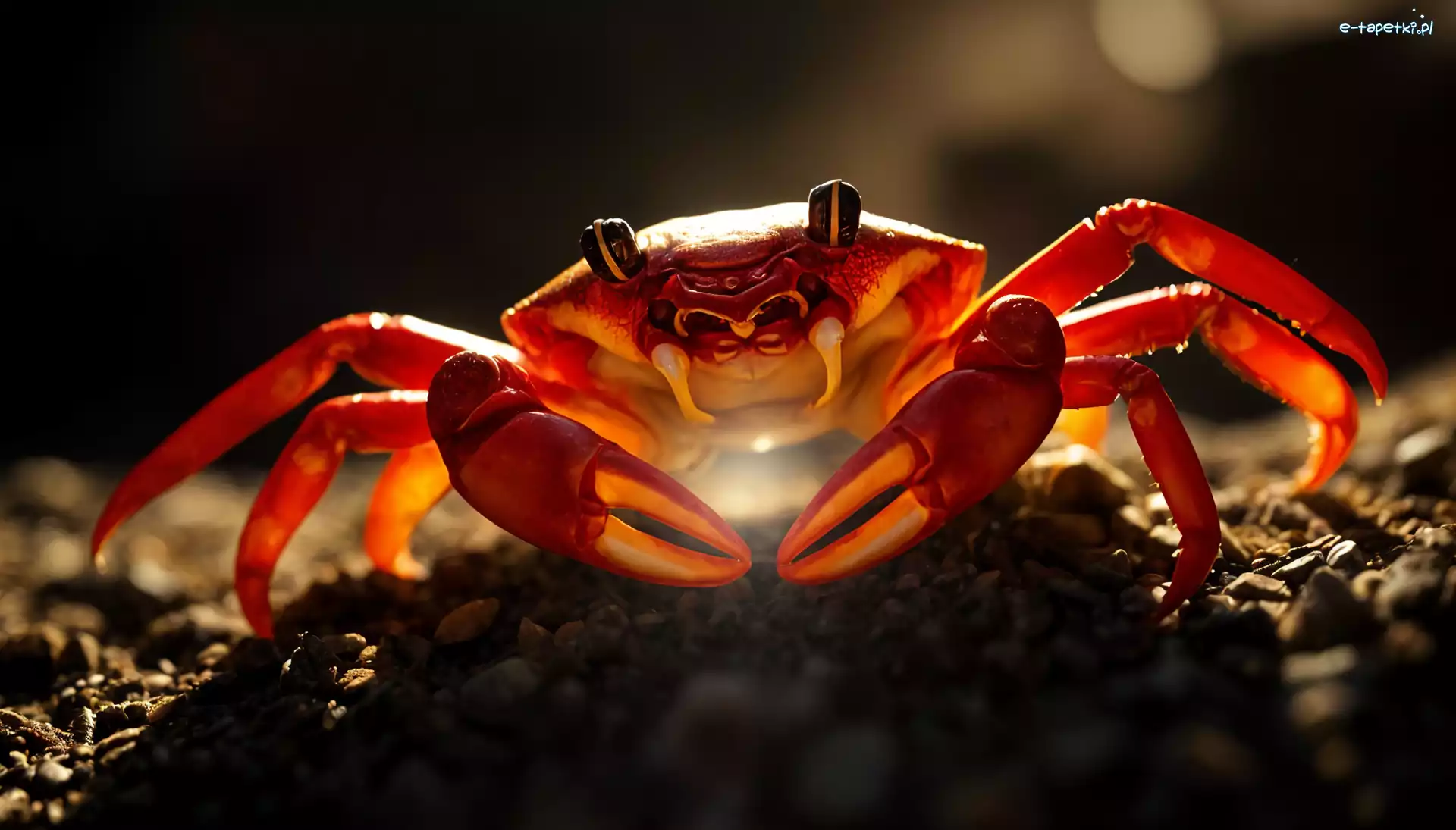 Skorupiak, Czerwony, Krab