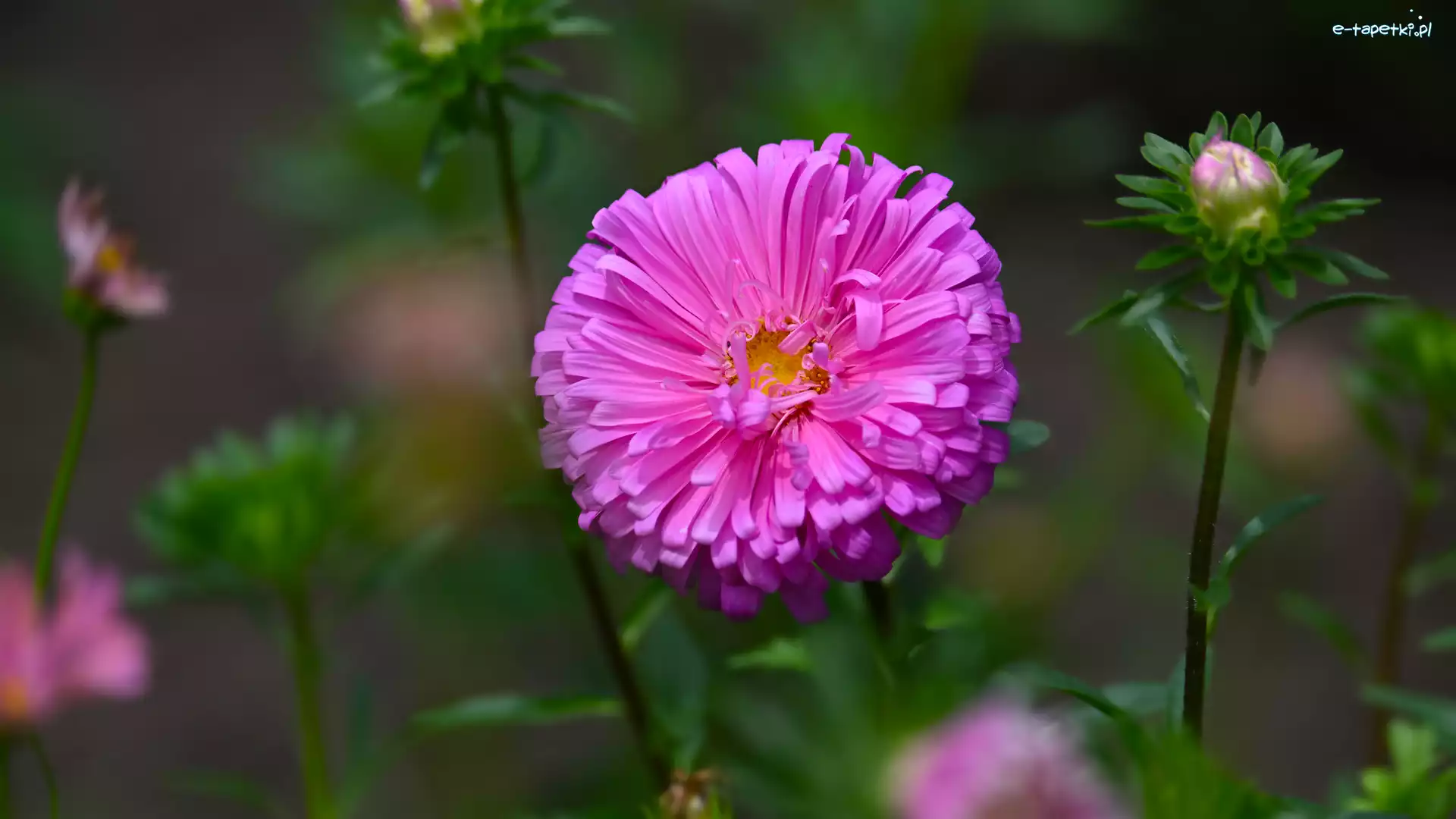 Aster, Różowy, Rozkwitnięty