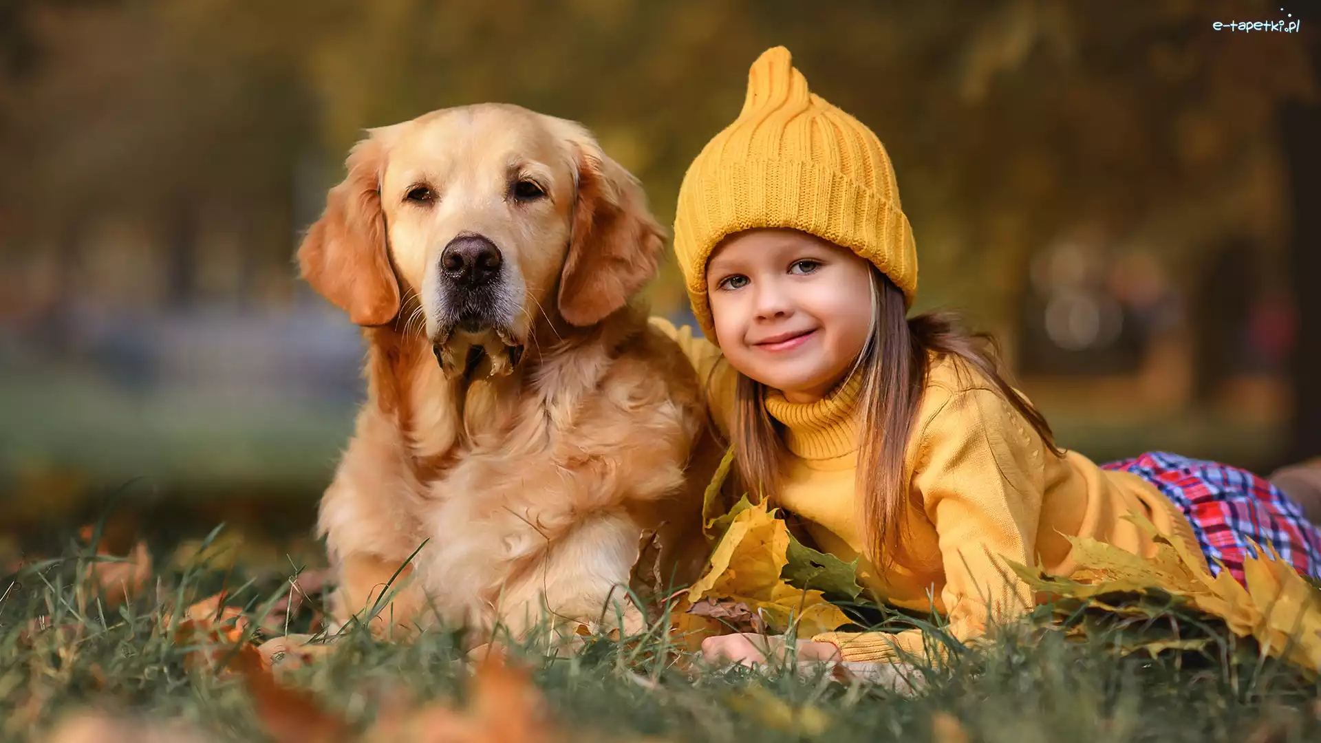Czapka, Golden retriever, Pies, Dziewczyna