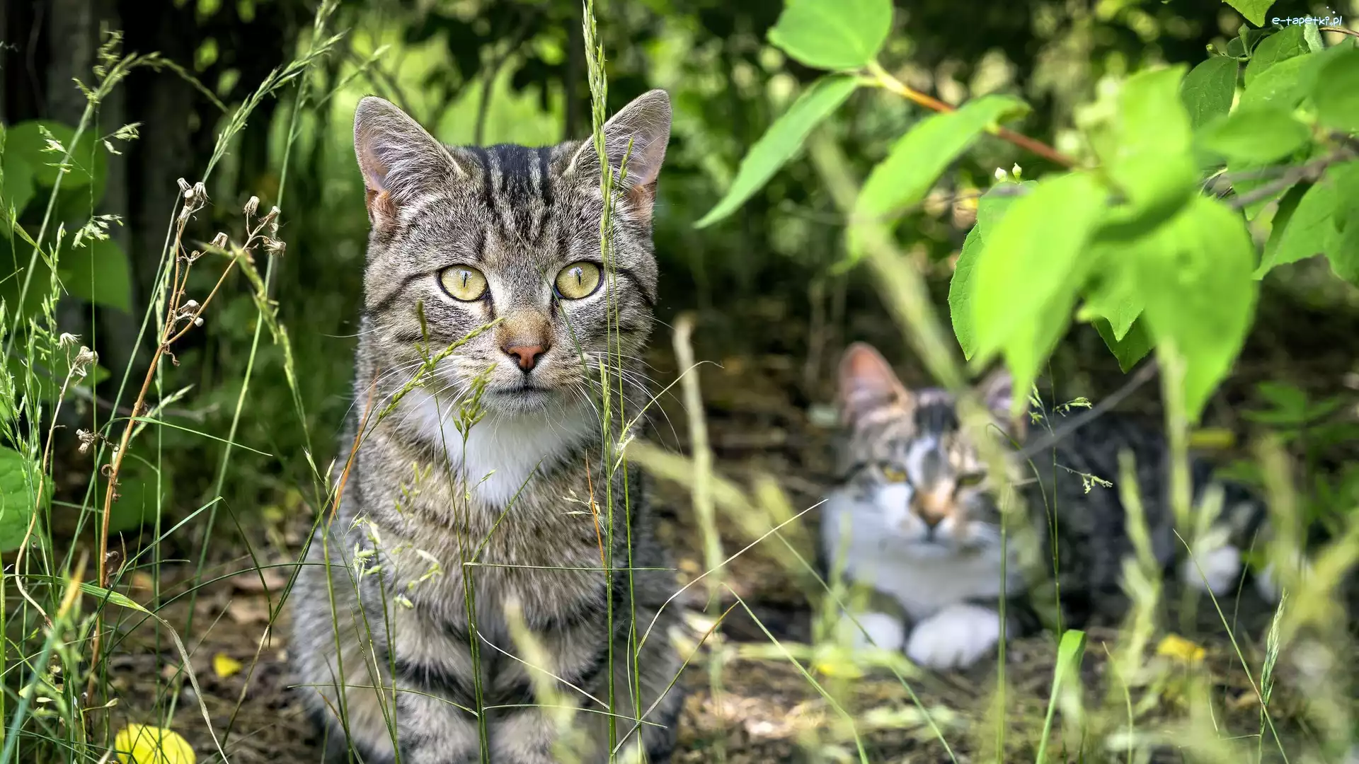 Rozmycie, Trawa, Koty