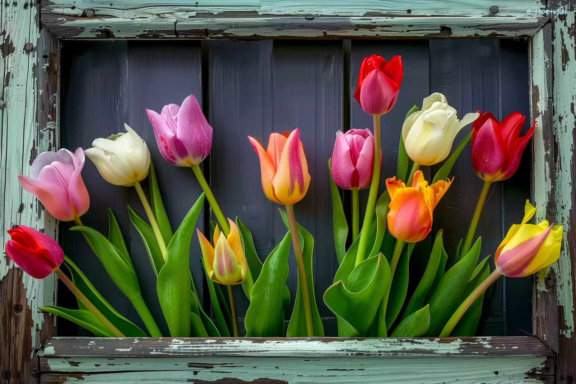 Ramka, Tulipany, Różnokolorowe