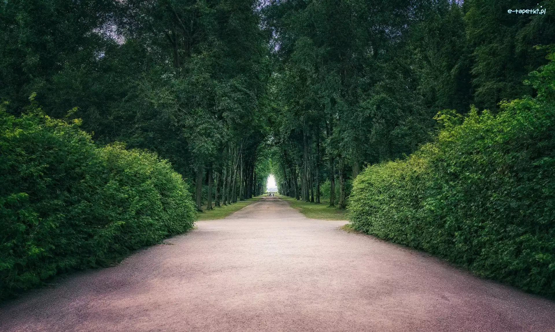 Drzewa, Ścieżka, Aleja, Park